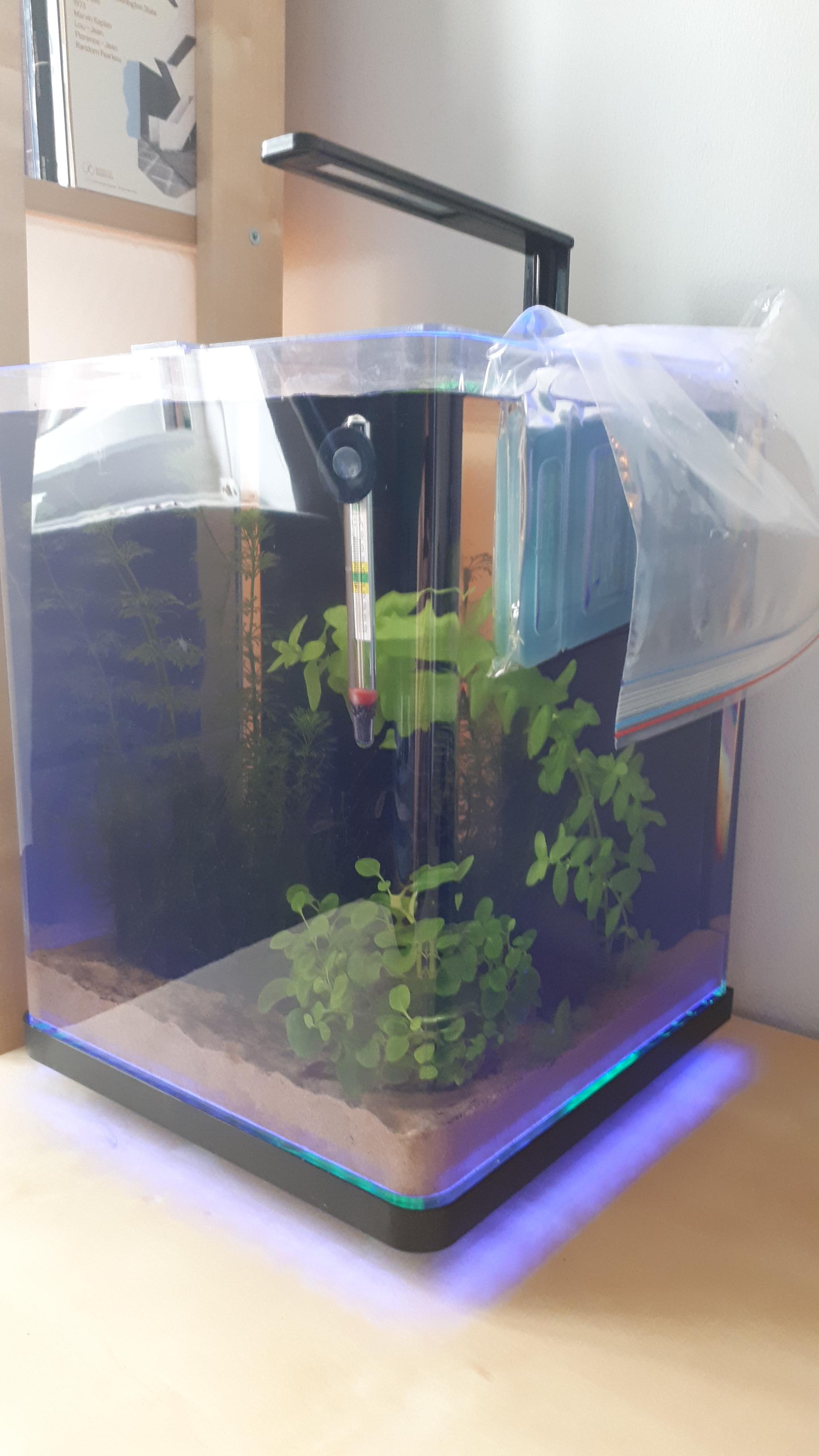 Trying to keep my fish alive in the heat 😢 r/CasualUK