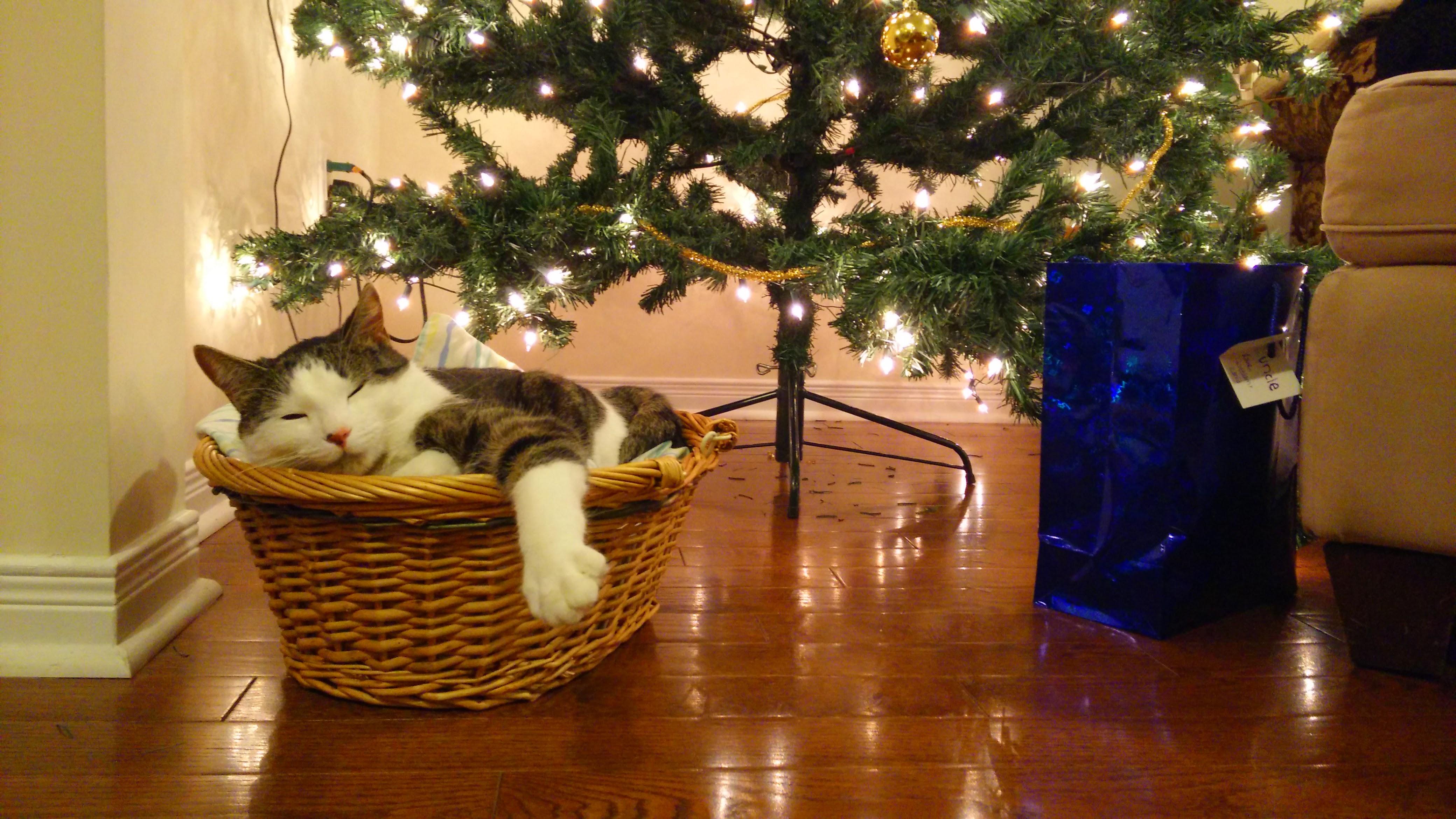 My Cat After his First Christmas Turkey Dinner r/pics