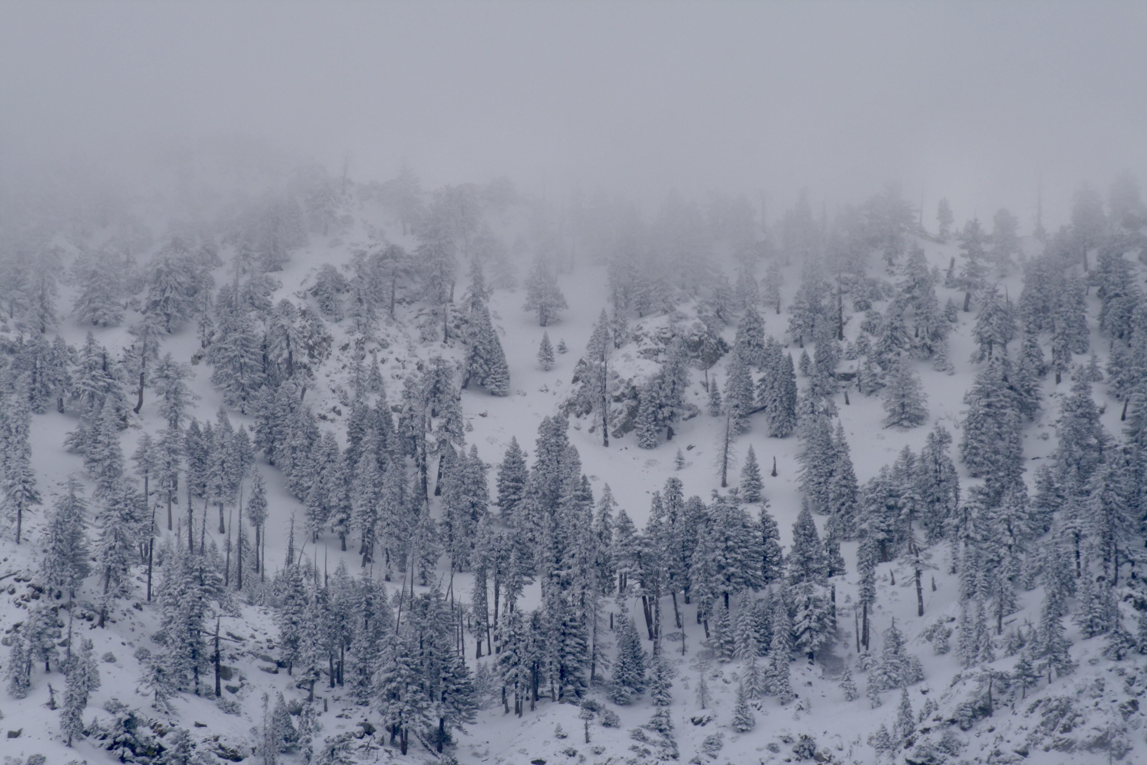 After the storm in the Angeles National Forest, California r/Forest