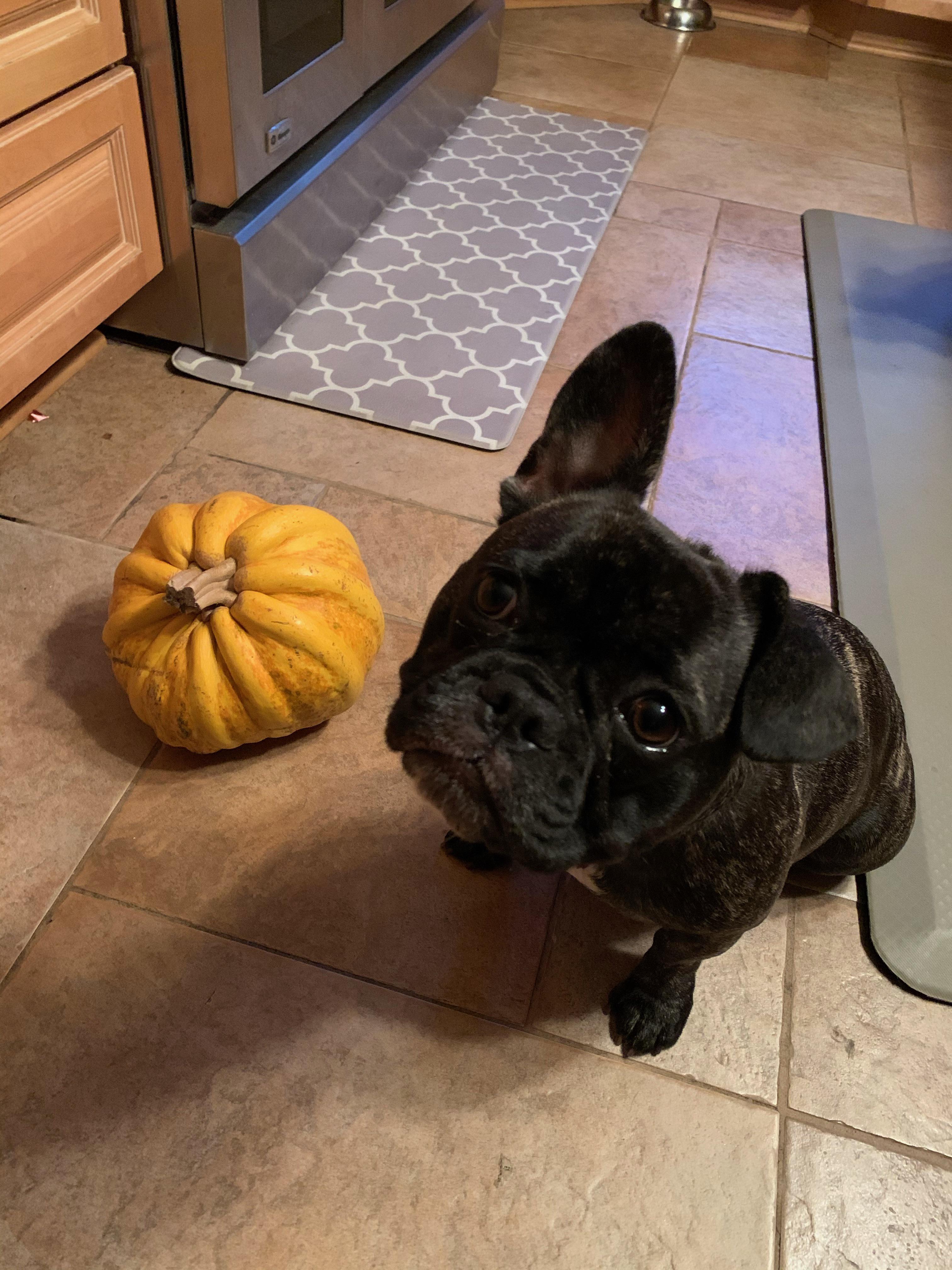 1 year old Frenchie with only 1 ear up