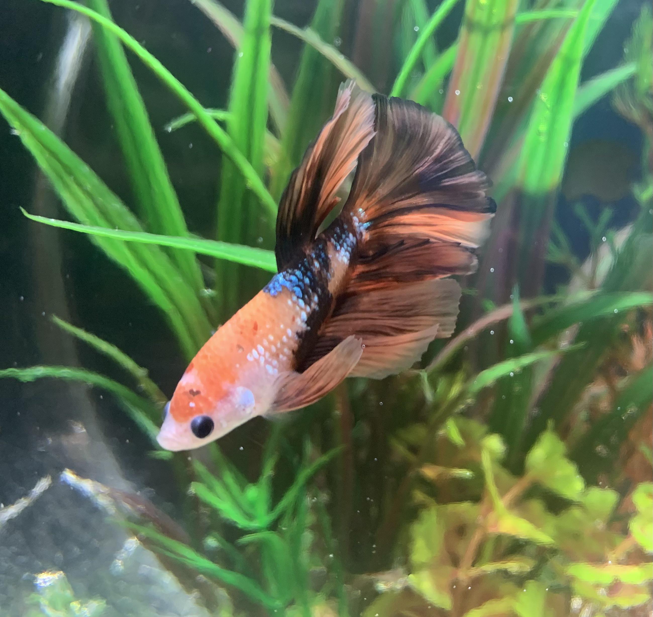 Meet my new Tangerine Koi betta, Tango! r/bettafish