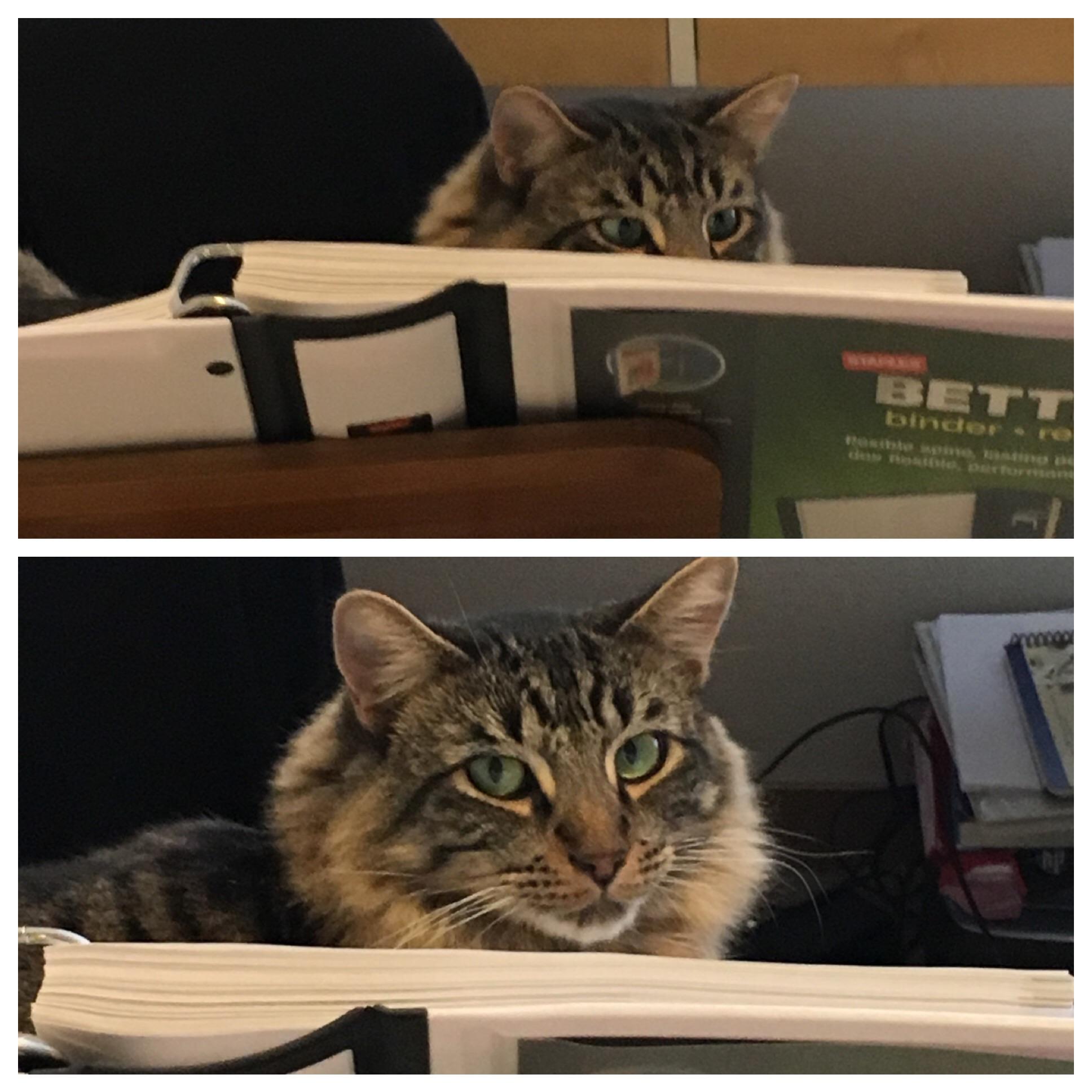 When you catch your cat studying accounting. Accounting