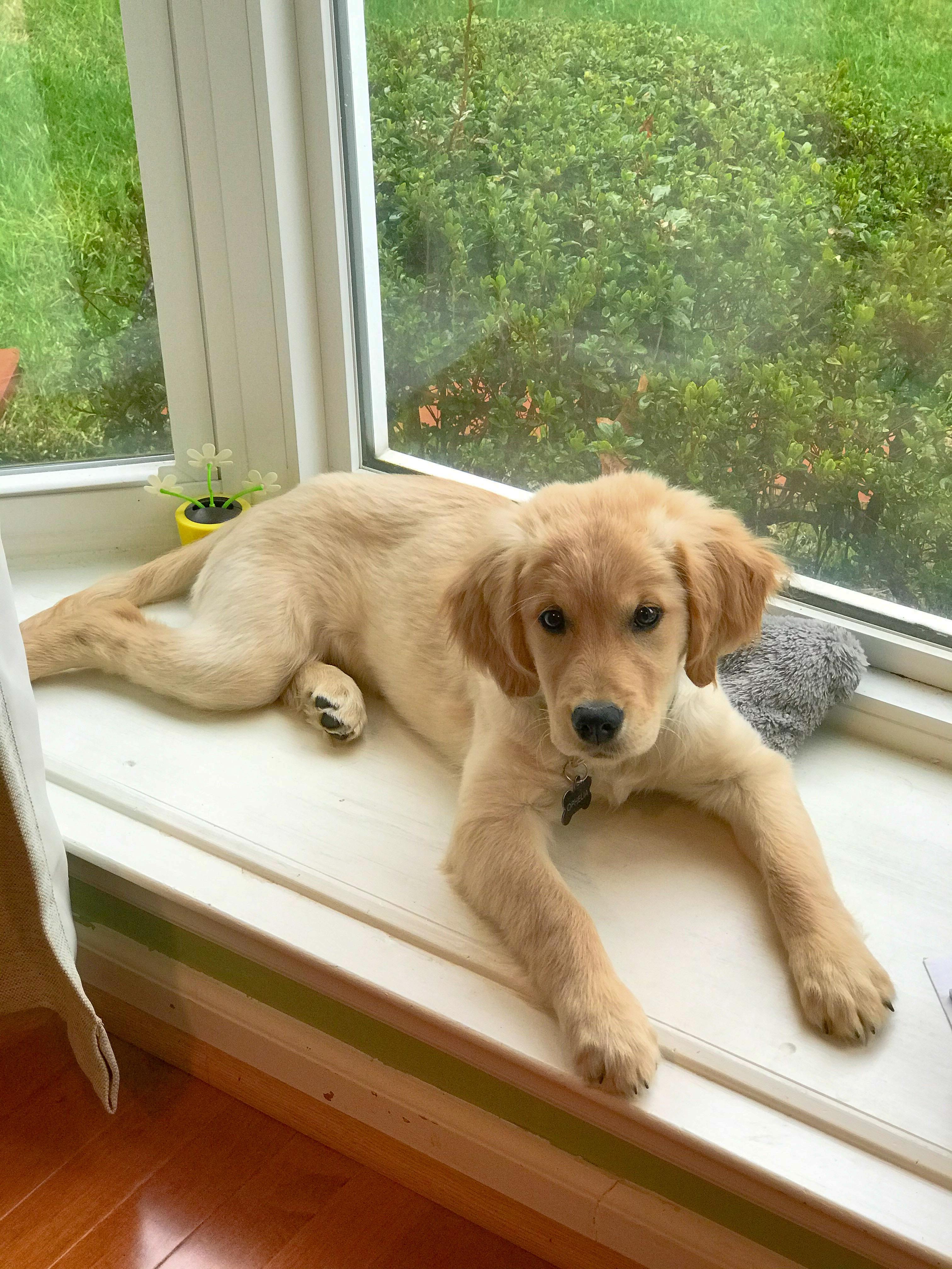 Who needs a dog bed when you’ve got a bay window? r/goldenretrievers