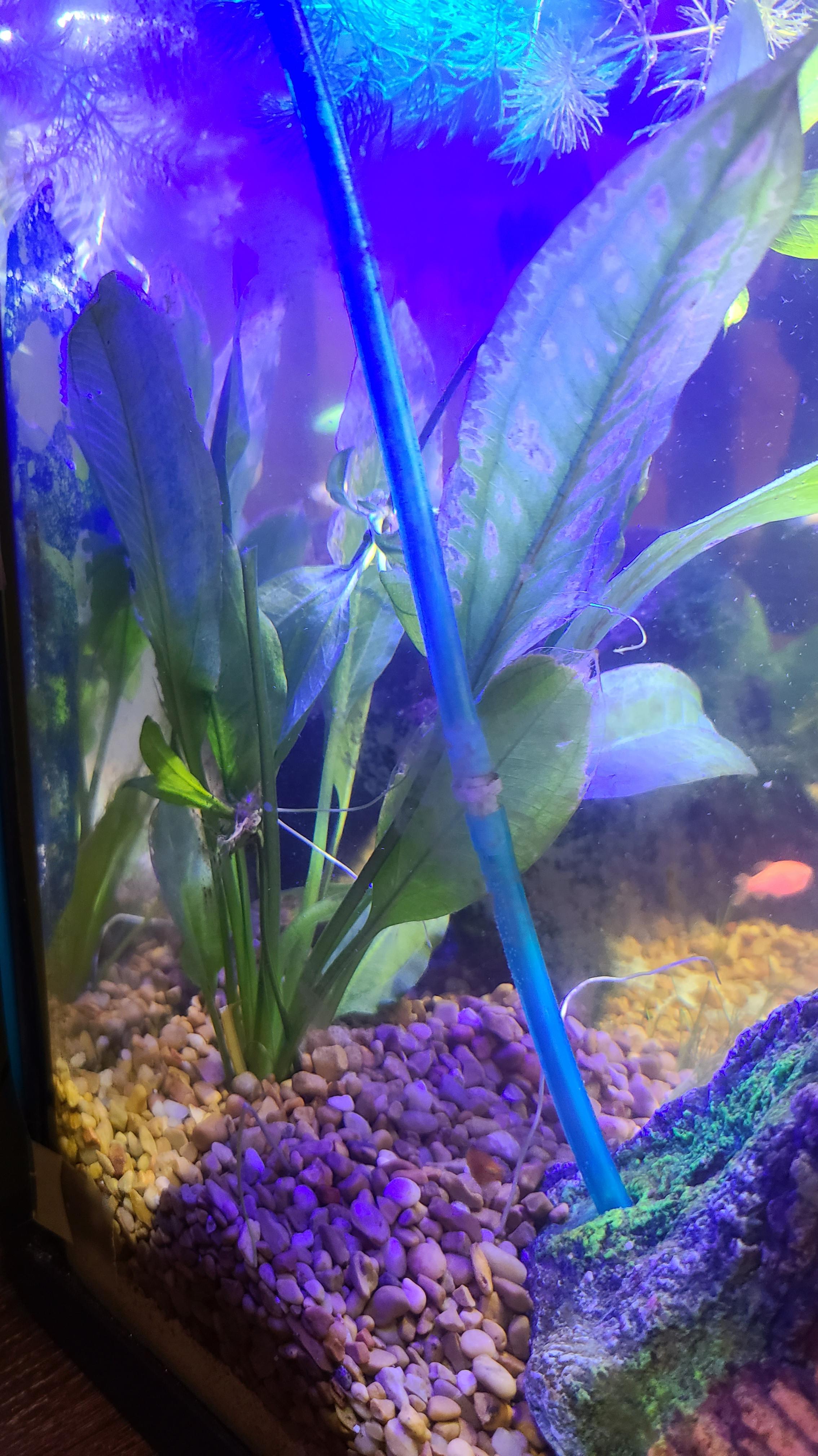 Is my amazon sword dying, I just bought it yesterday, can it recover? r/Aquariums