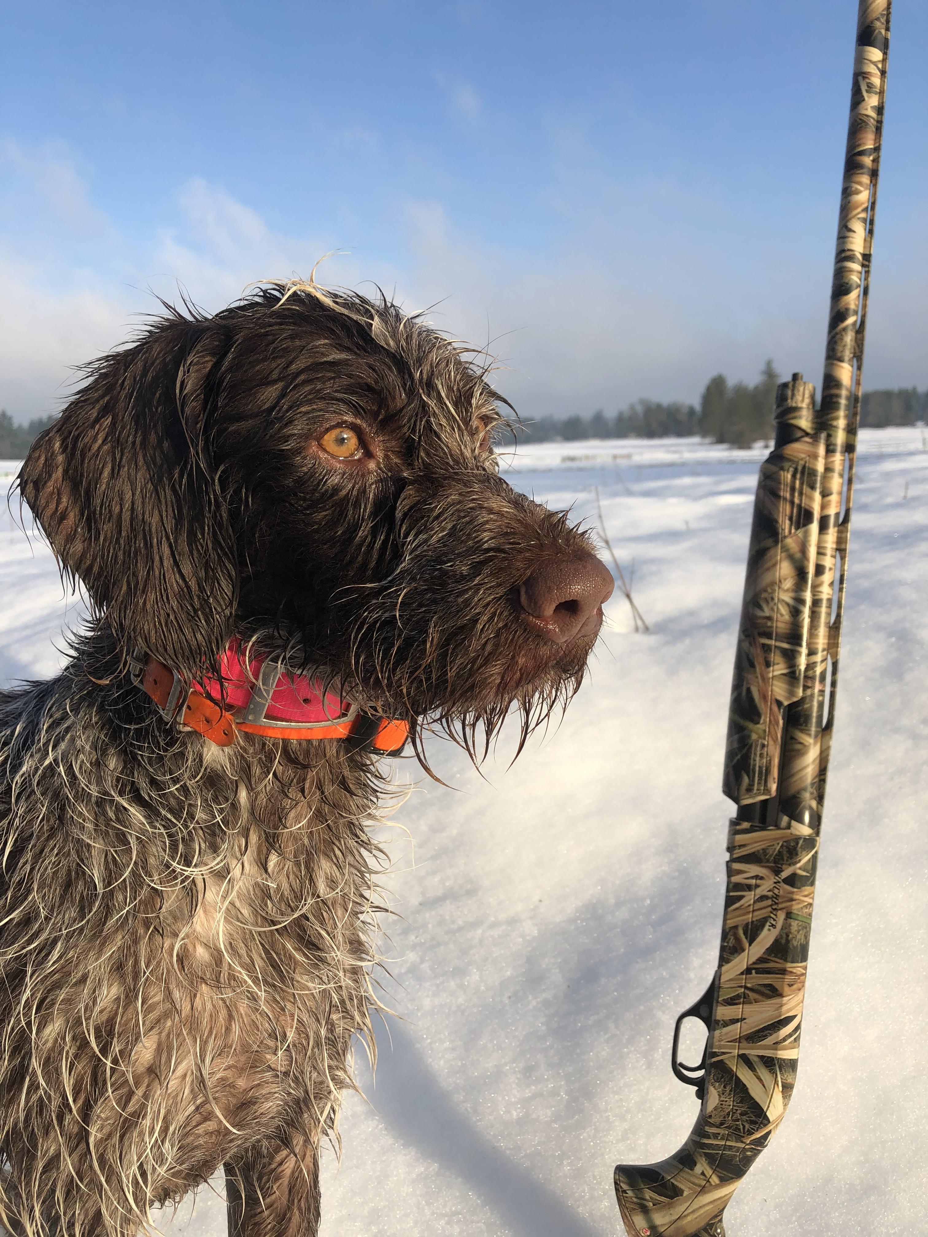 Late Season Oregon Goose Hunt r/Hunting