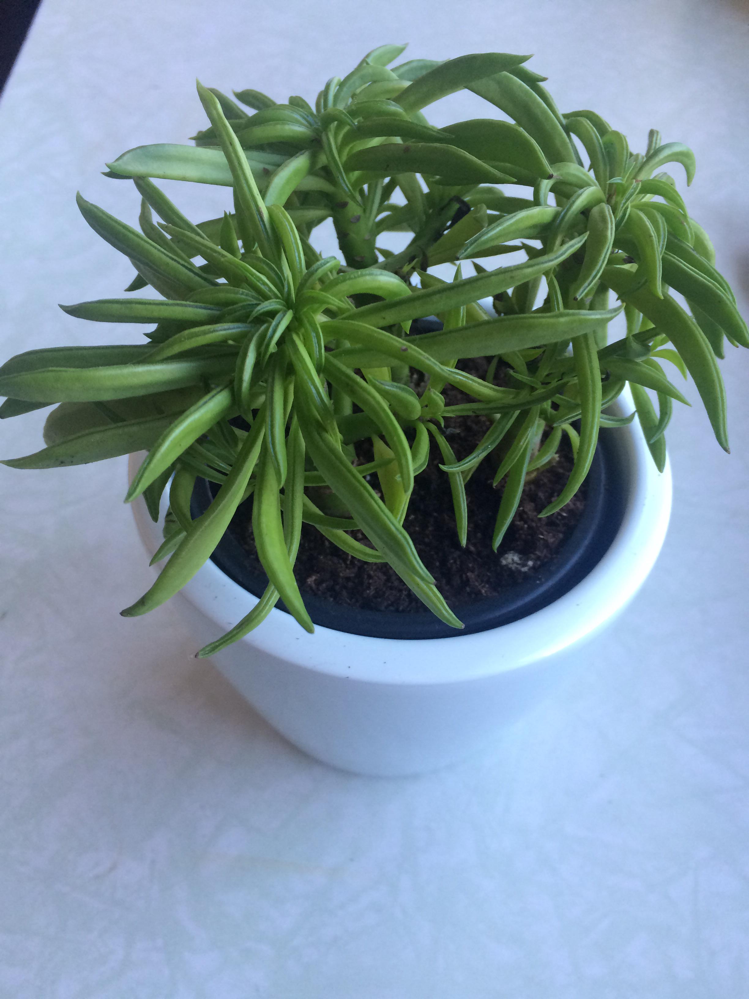 my little friend here has been losing leaves since I got him. It was