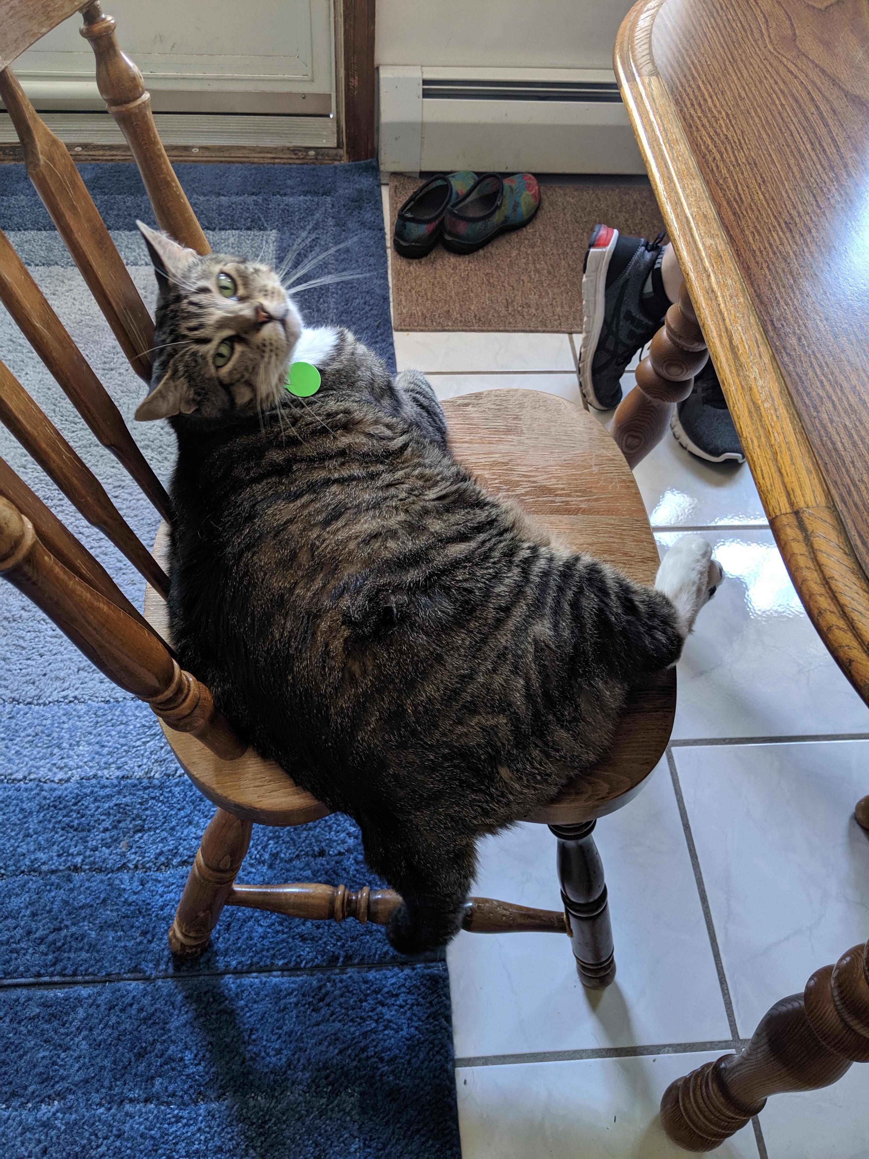 He's not fat he's just cultivating mass. My parent's chonky boi. r