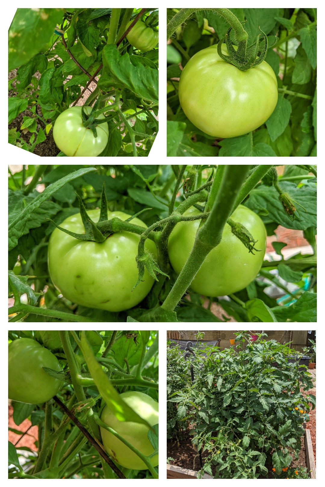 HM 1832 tomatoes growing 🍅 South TX Zone 9a r/gardening