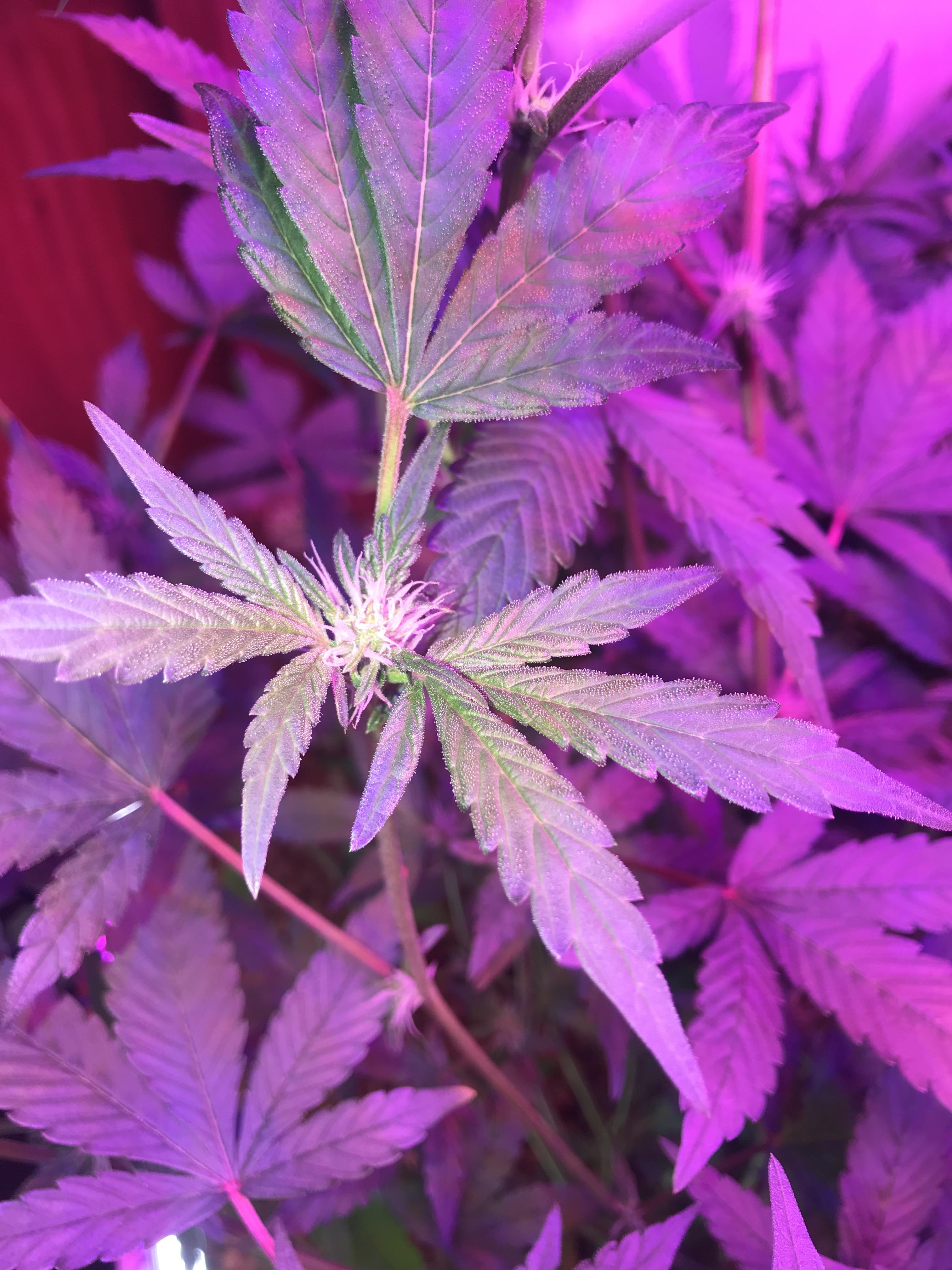 Day 30f random bag seed. r/microgrowery