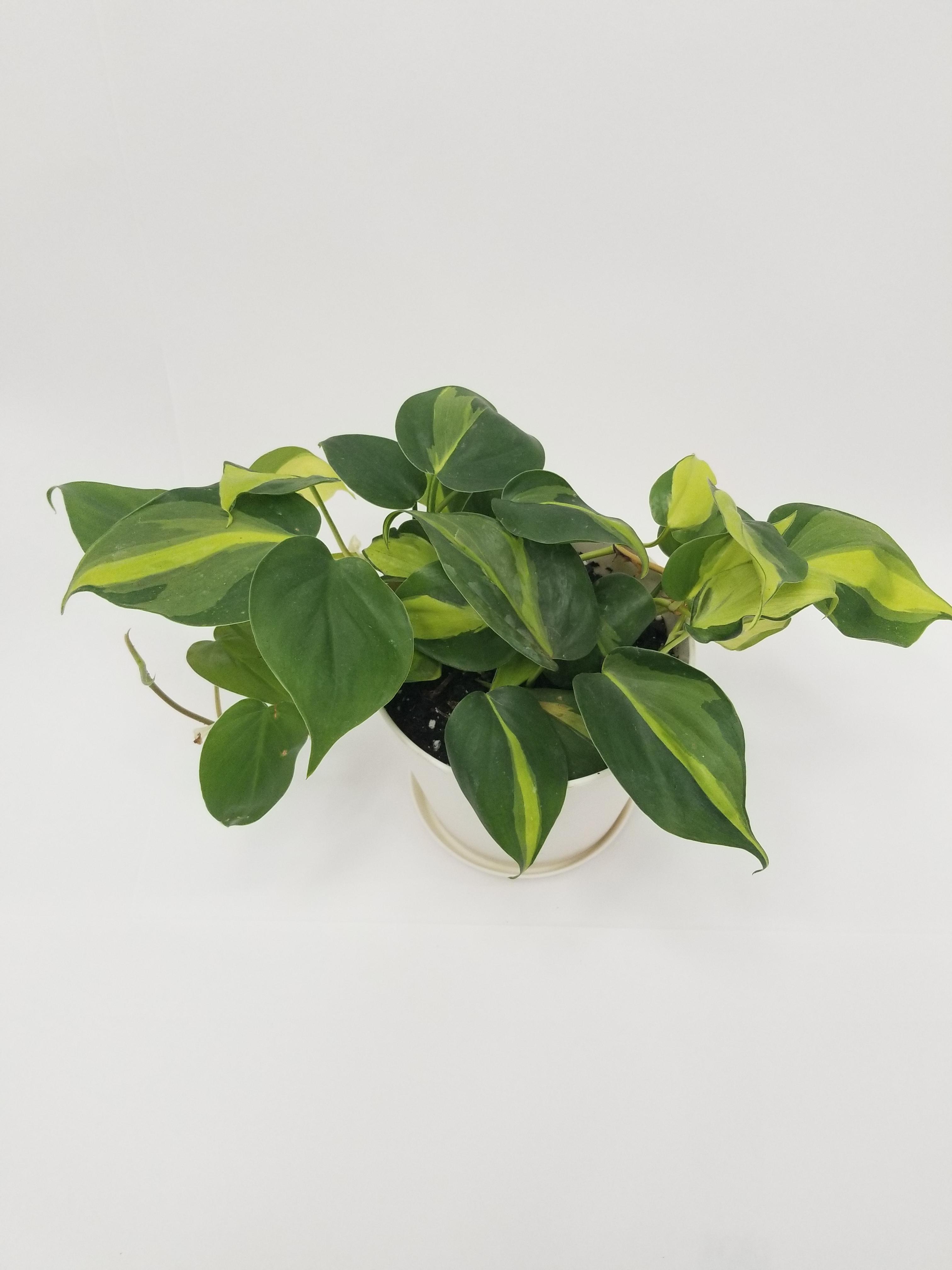 Your favorite houseplant nursery across DFW? Bonus points if they have