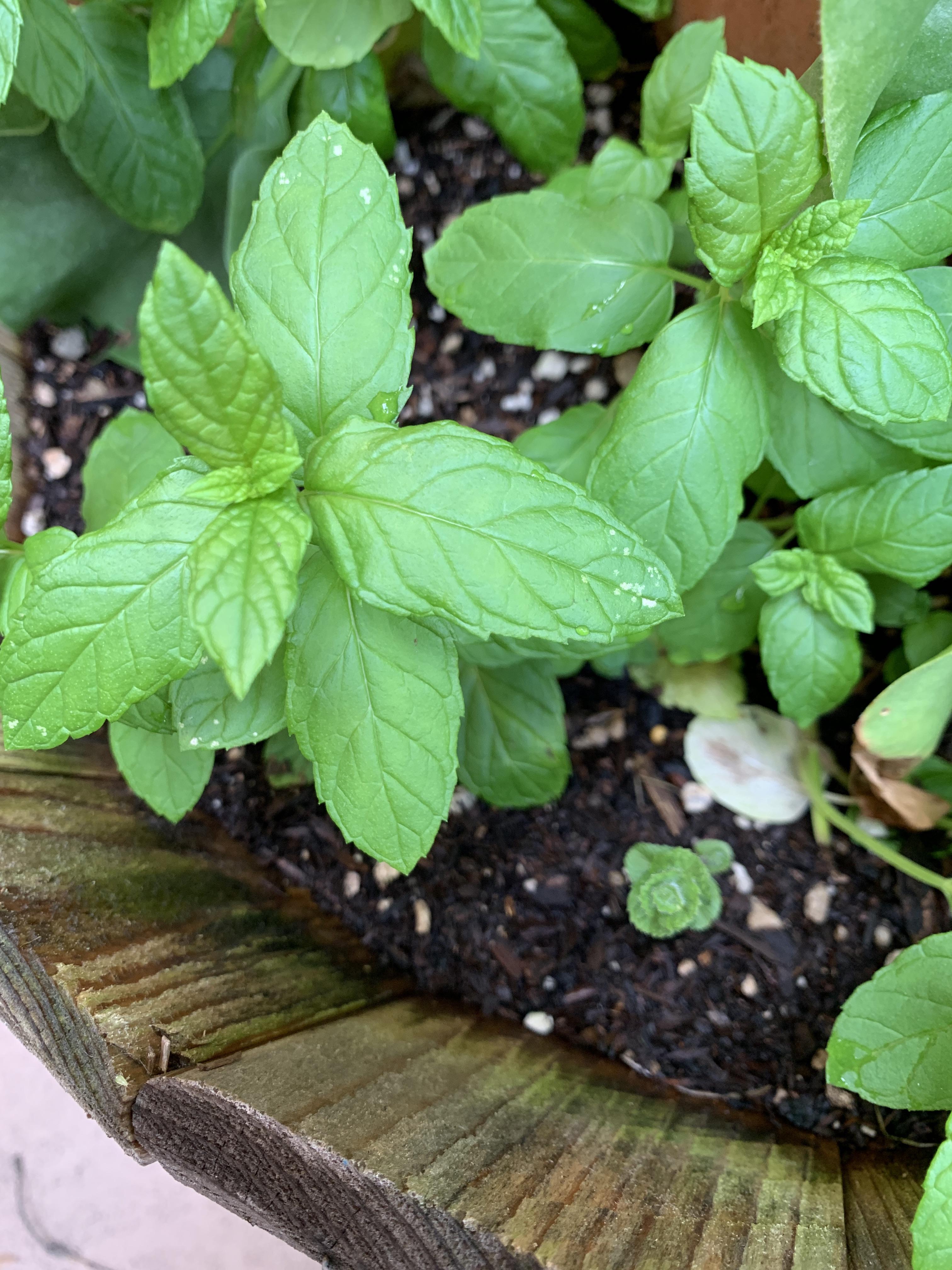 How to get rid of the white dots on mint leaves? They spread rapidly