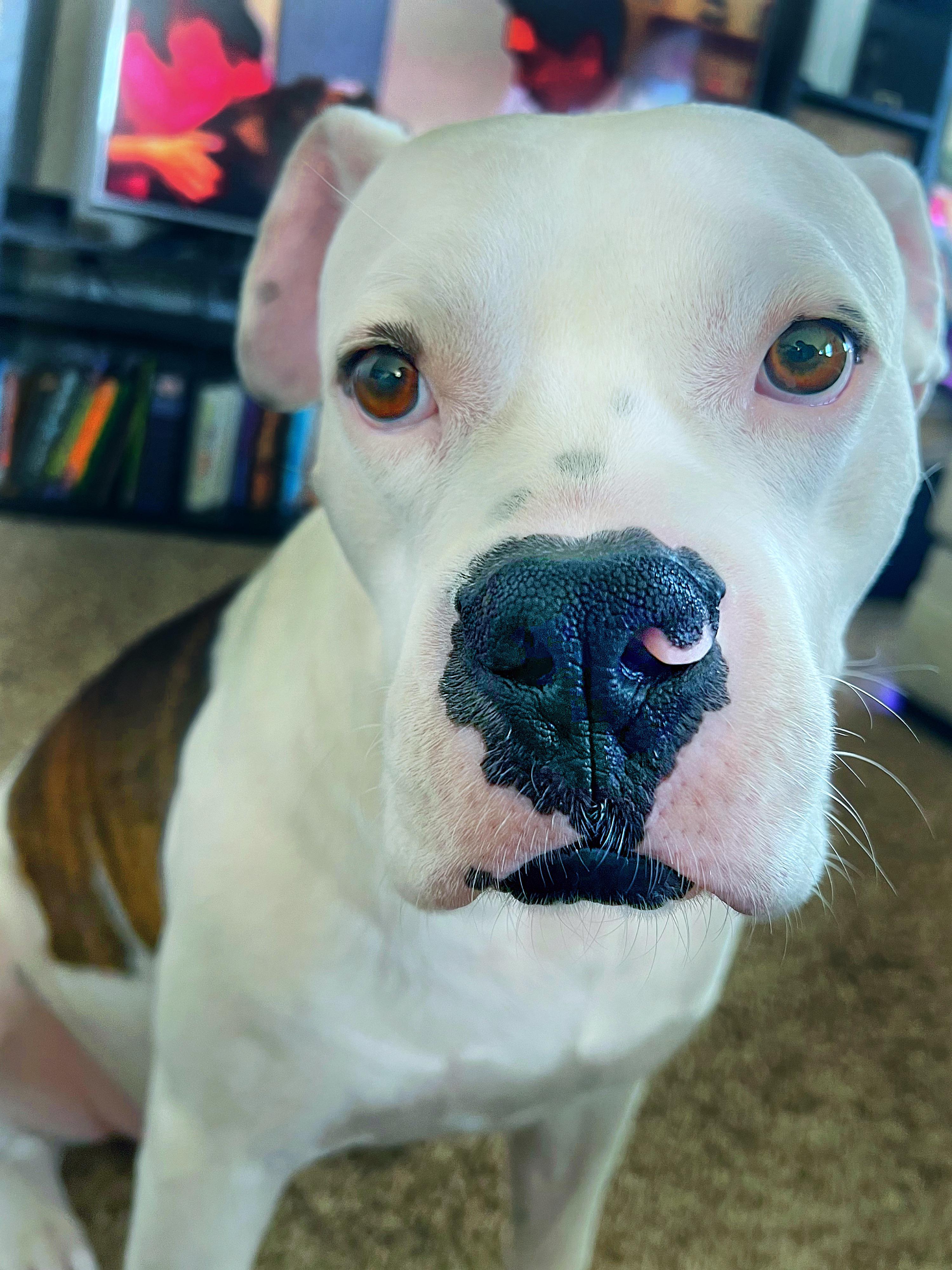 My dog was born with a natural nose piercing. r/aww