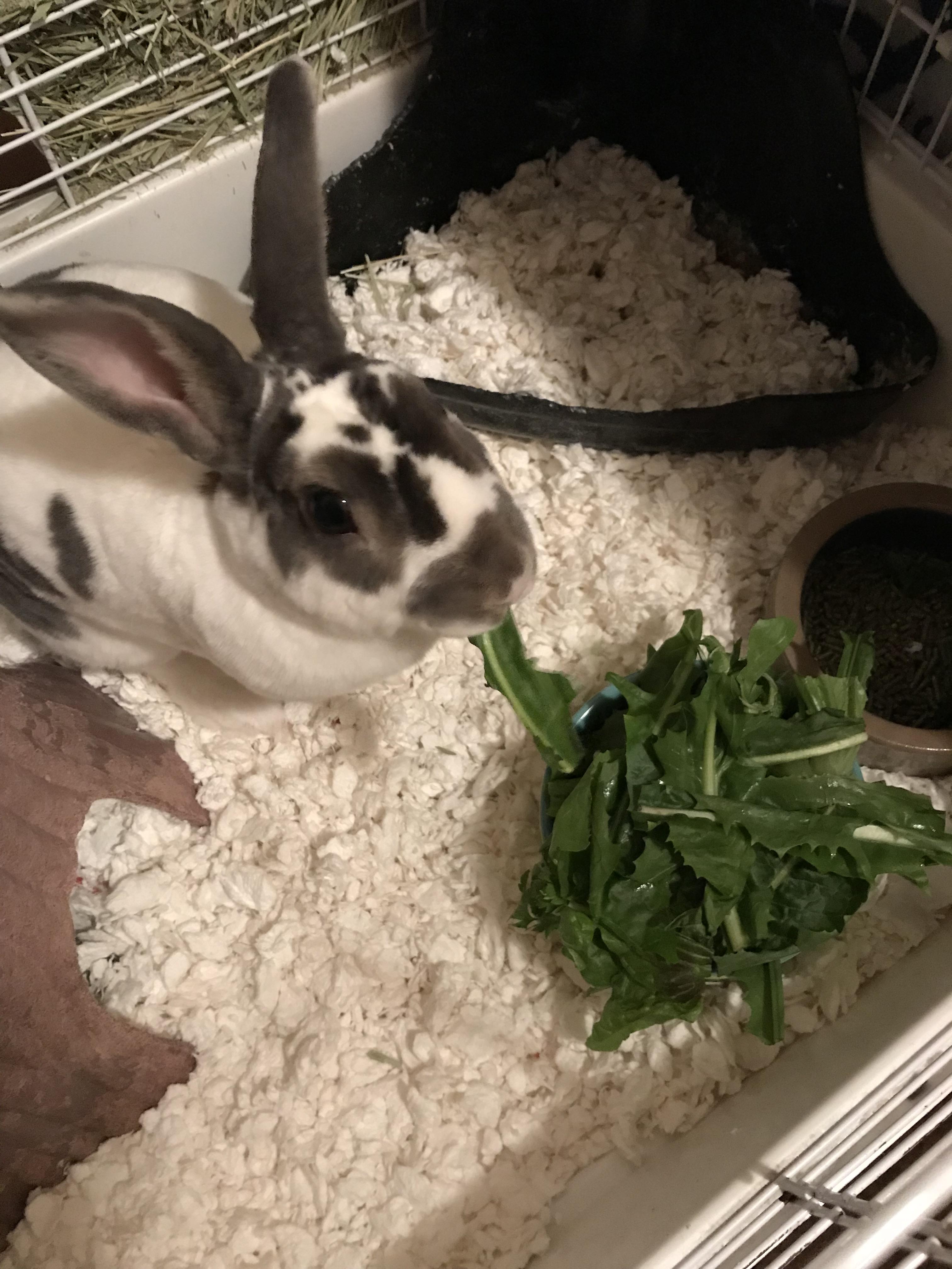 “I’ll just have a salad.” r/Rabbits