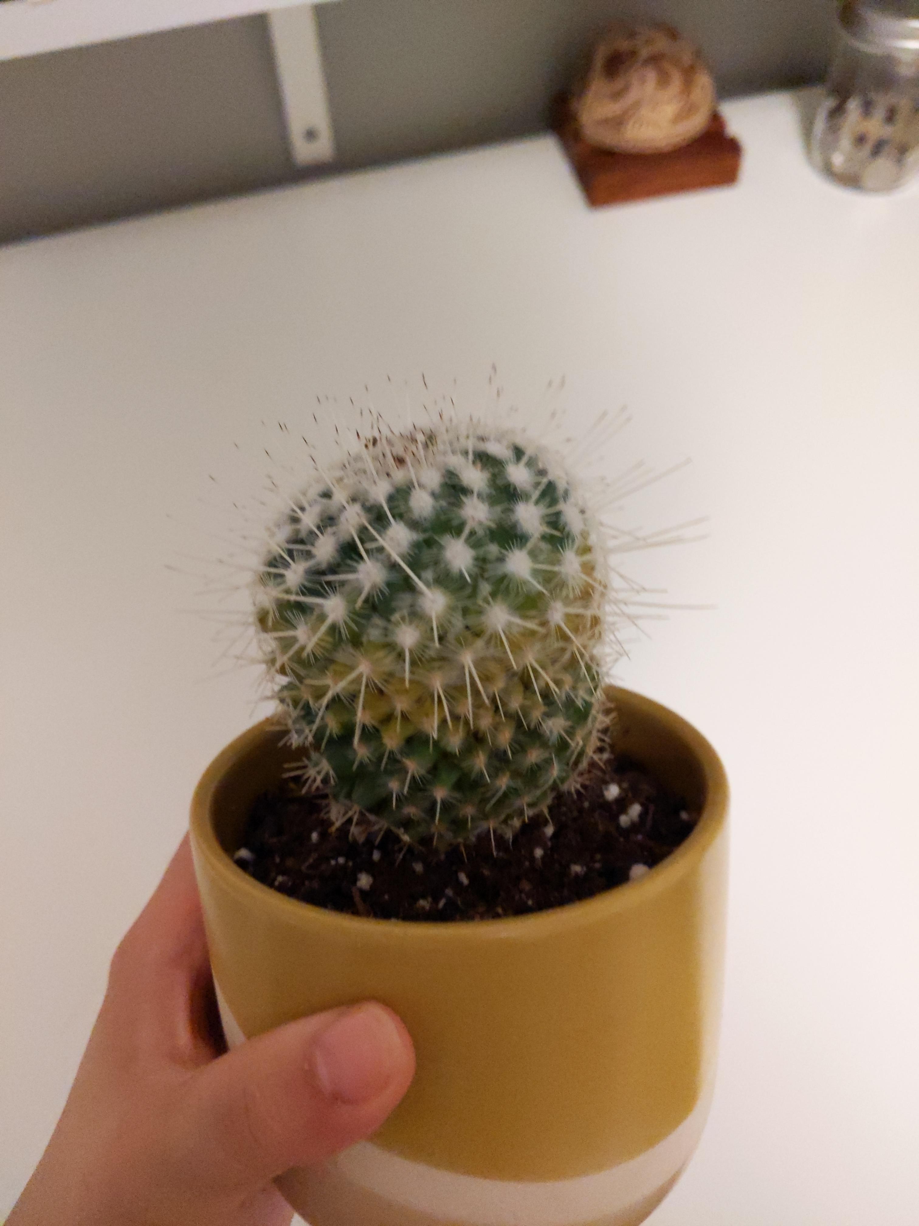 Yellowing cactus?? r/plantclinic