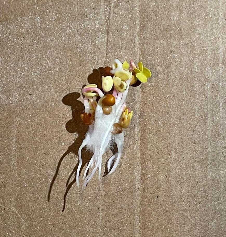 Roots or mold? (First attempt in seed germination) r/microgreens