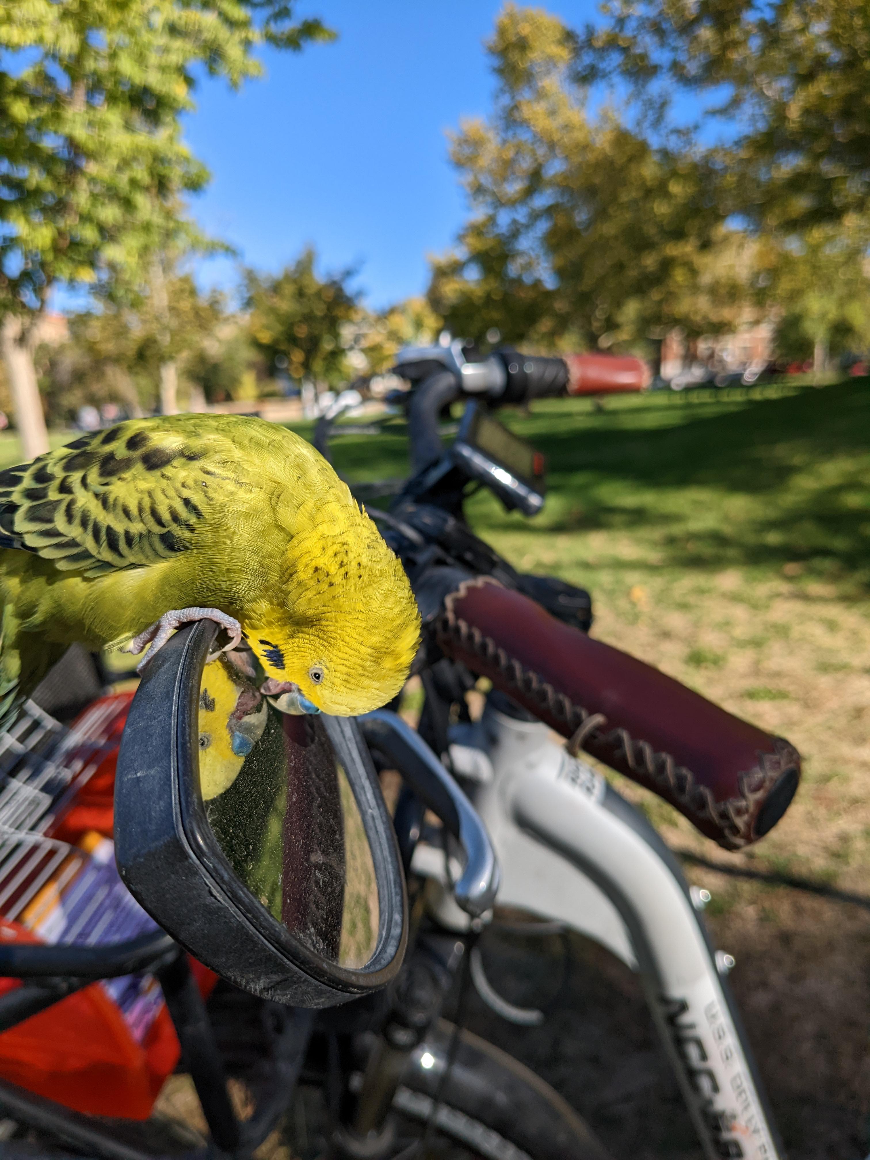 RadCity ST3 a very expensive parakeet toy/perch r/RadPowerBikes