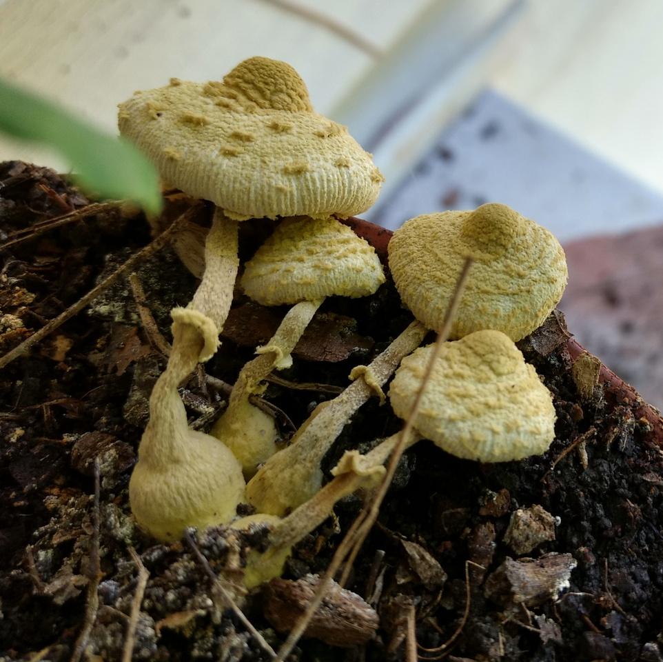 about 2" long, zone 8b, in the compost of a potted plant. smell