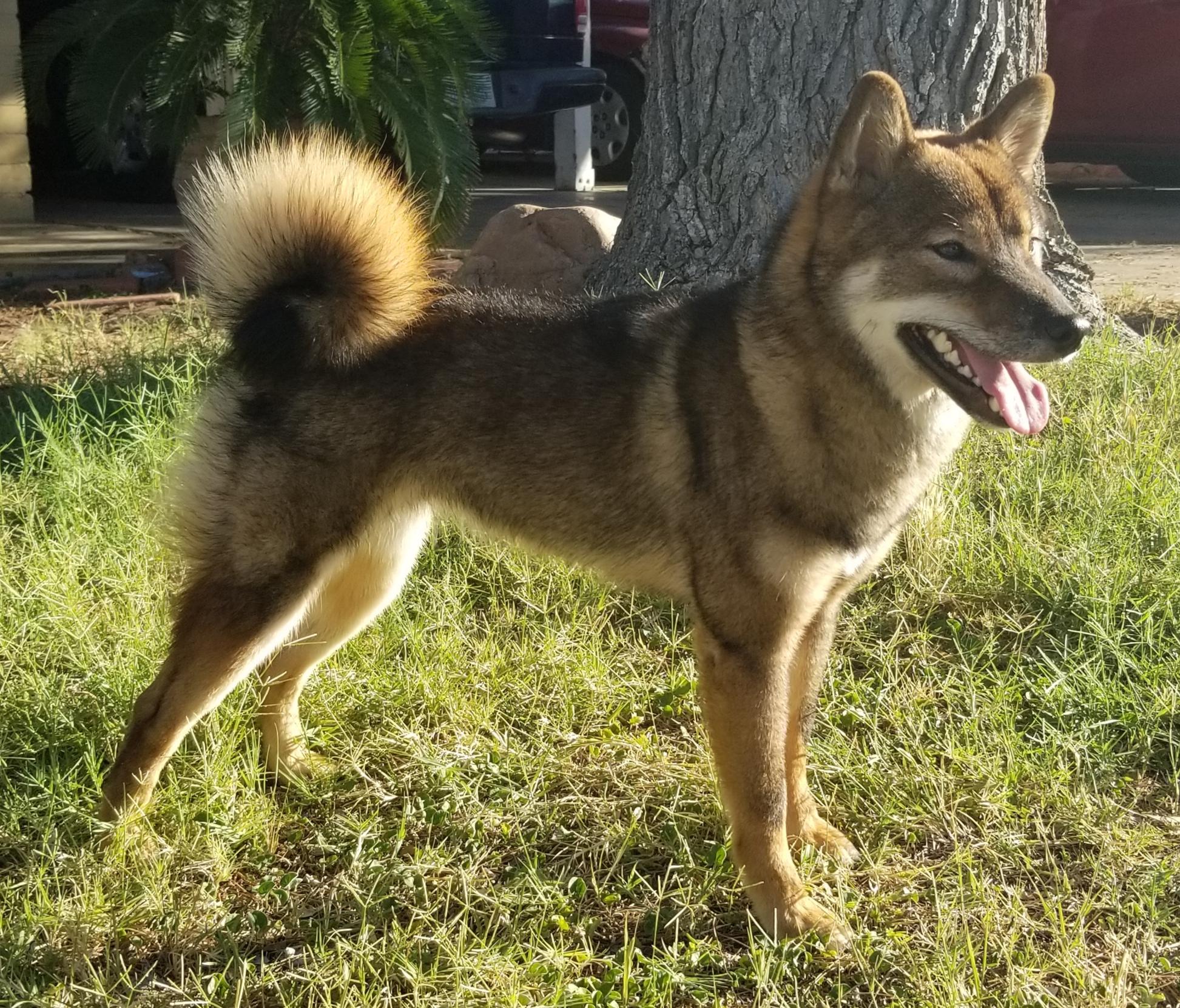 I've seen a couple people asking about the Sesame color in