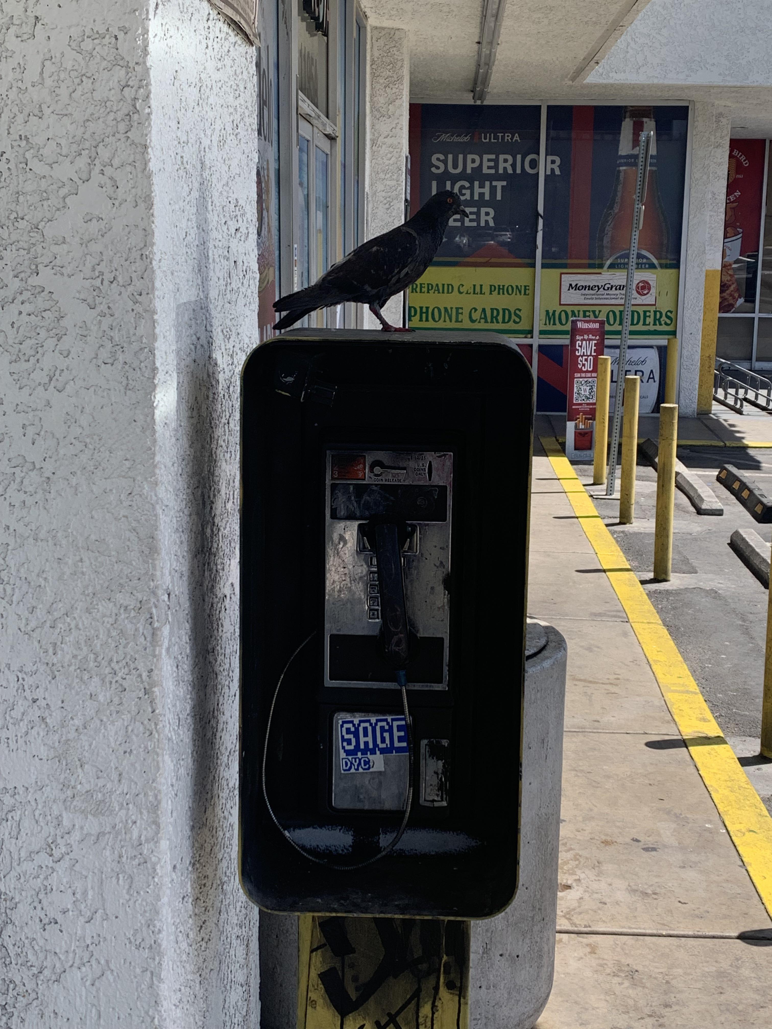 Real pay phones still exist. So do one legged hood birds. r