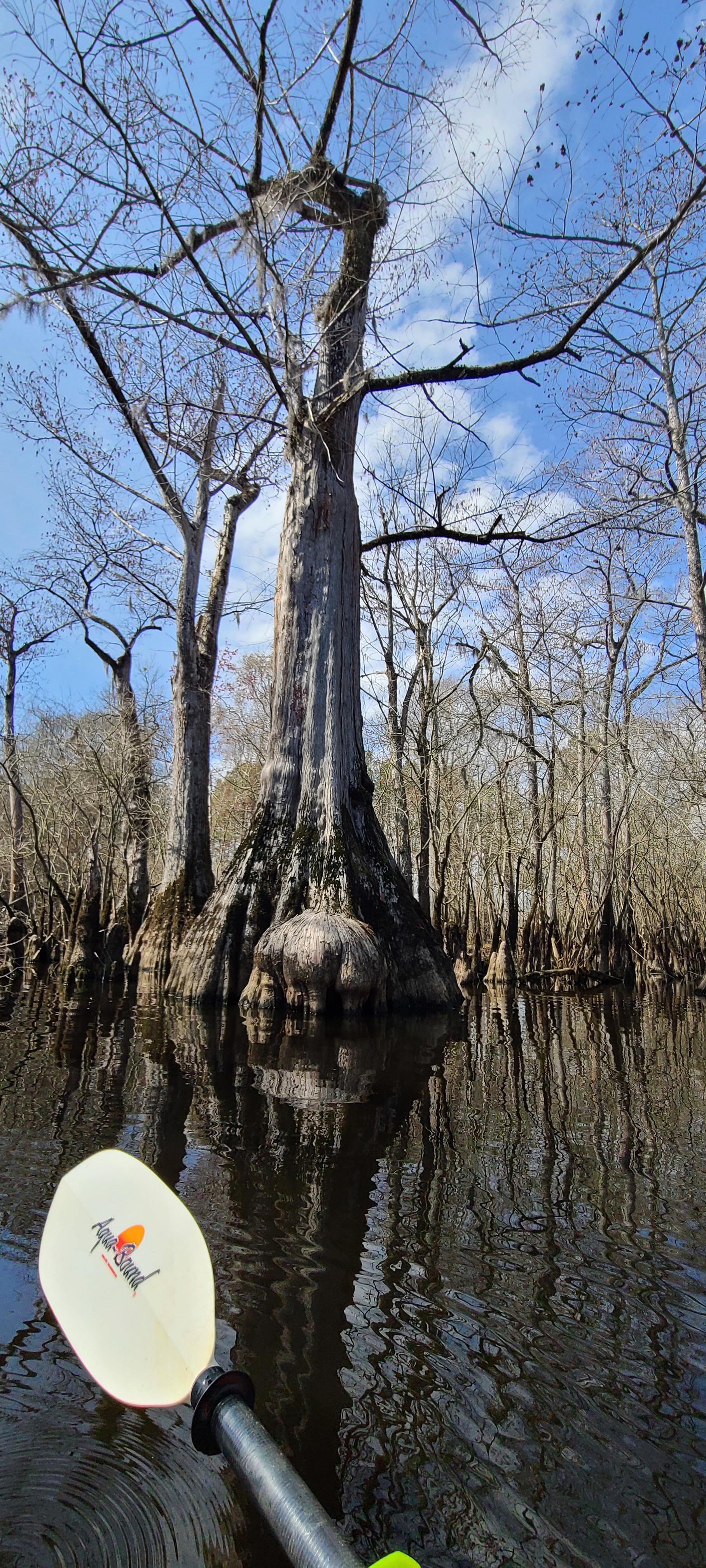 Black River, Pender County r/NorthCarolina