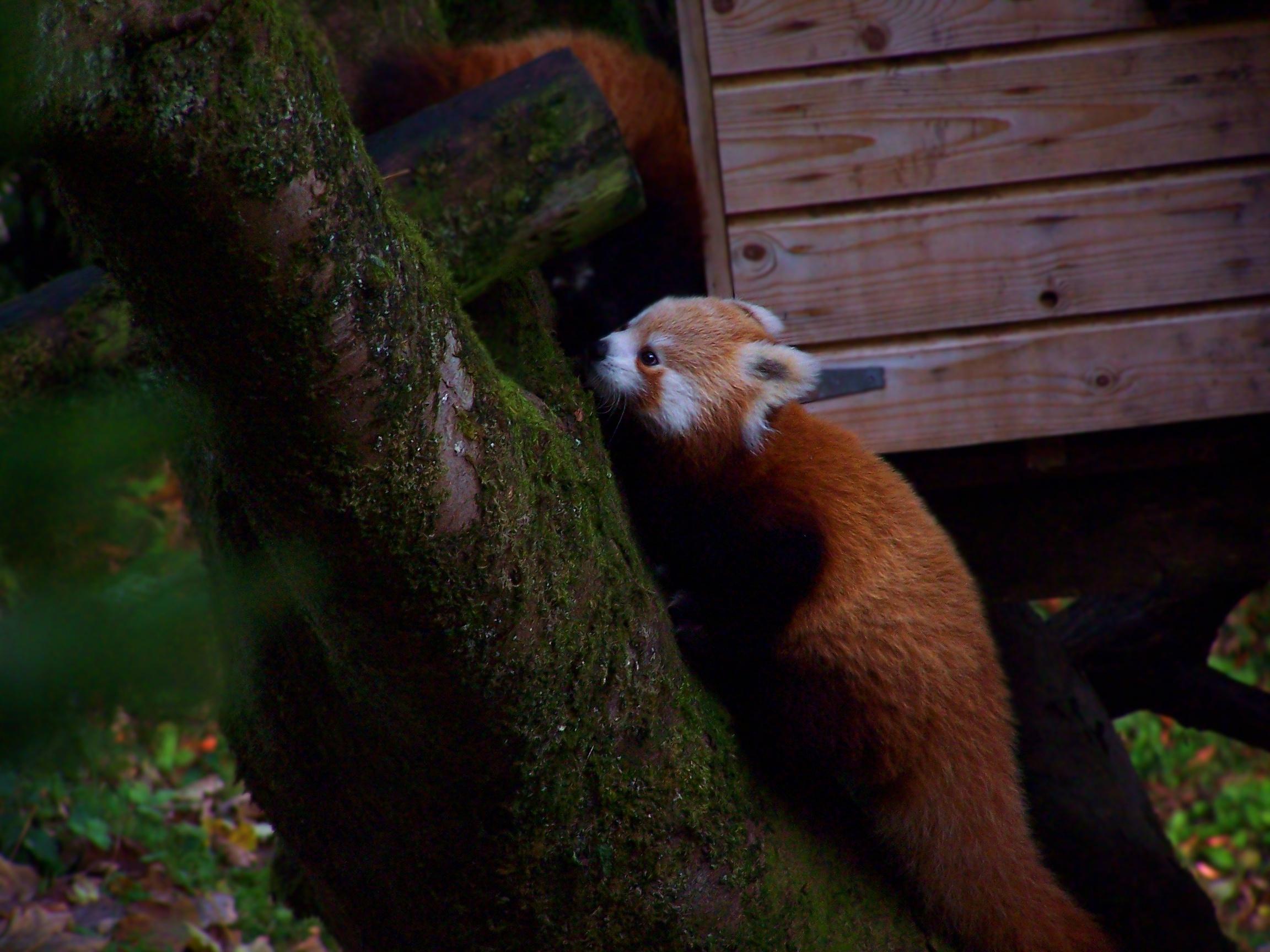 The only good pic I've ever taken of a Red Panda Belfast zoo r/pics