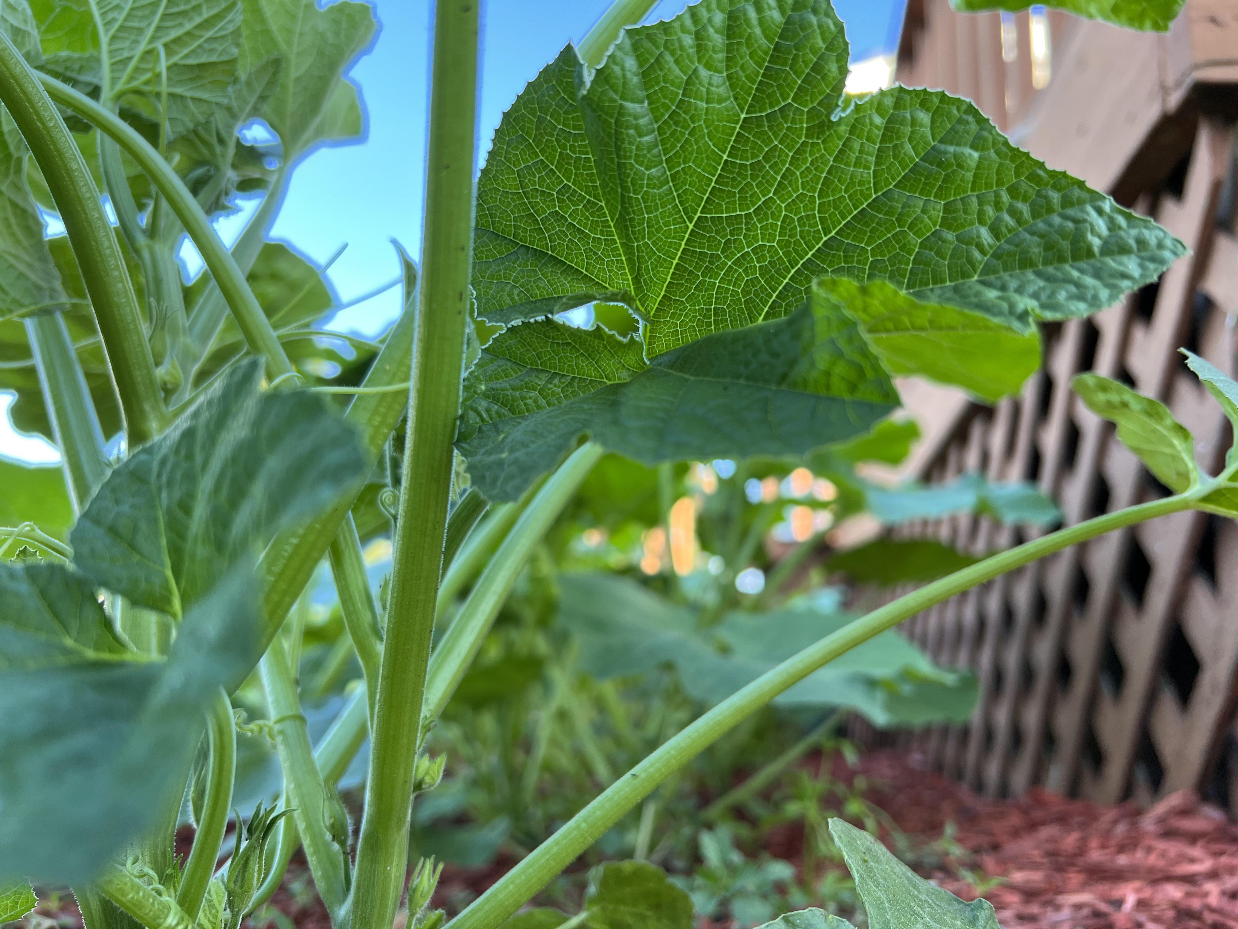 Safe and healthy tips to keep ants & bugs off of pumpkin plants? And