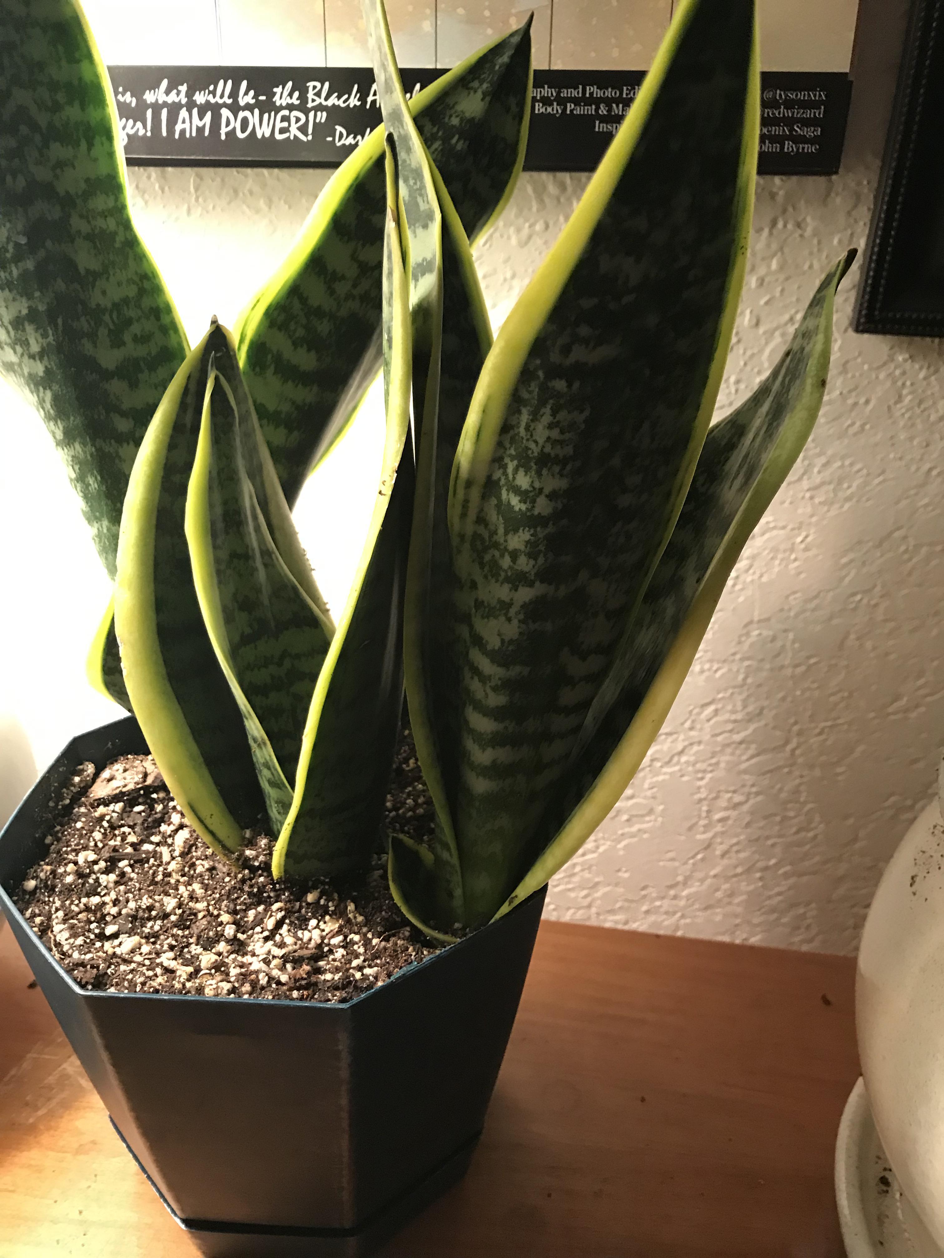 Does my snake plant need a wider pot? r/houseplants