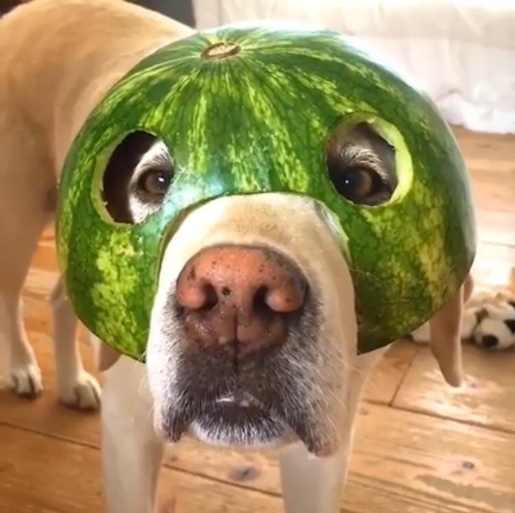 Melon boi with melon hat r/dogswearinghats