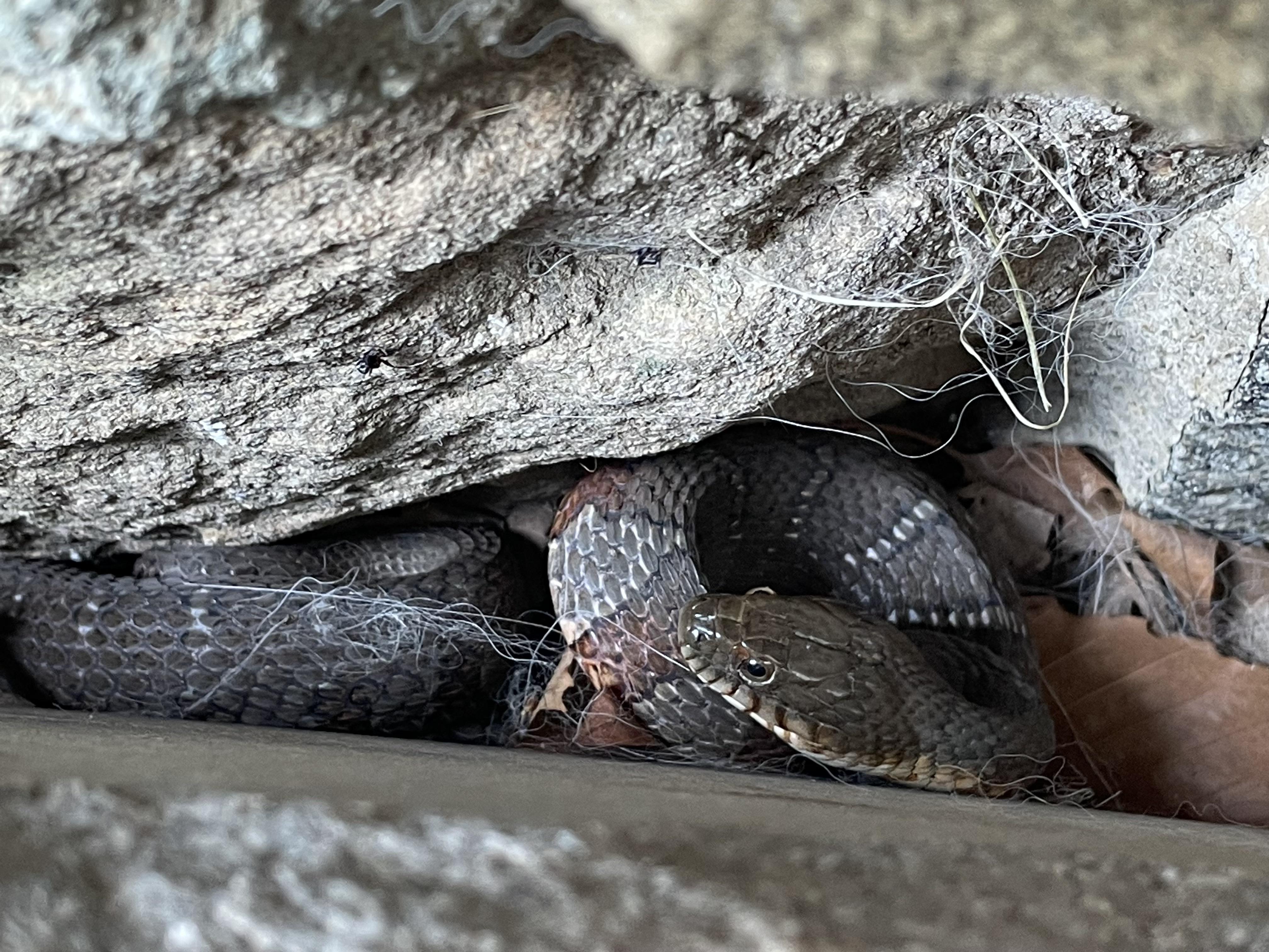 Northern Water Snake? [New Jersey] whatsthissnake