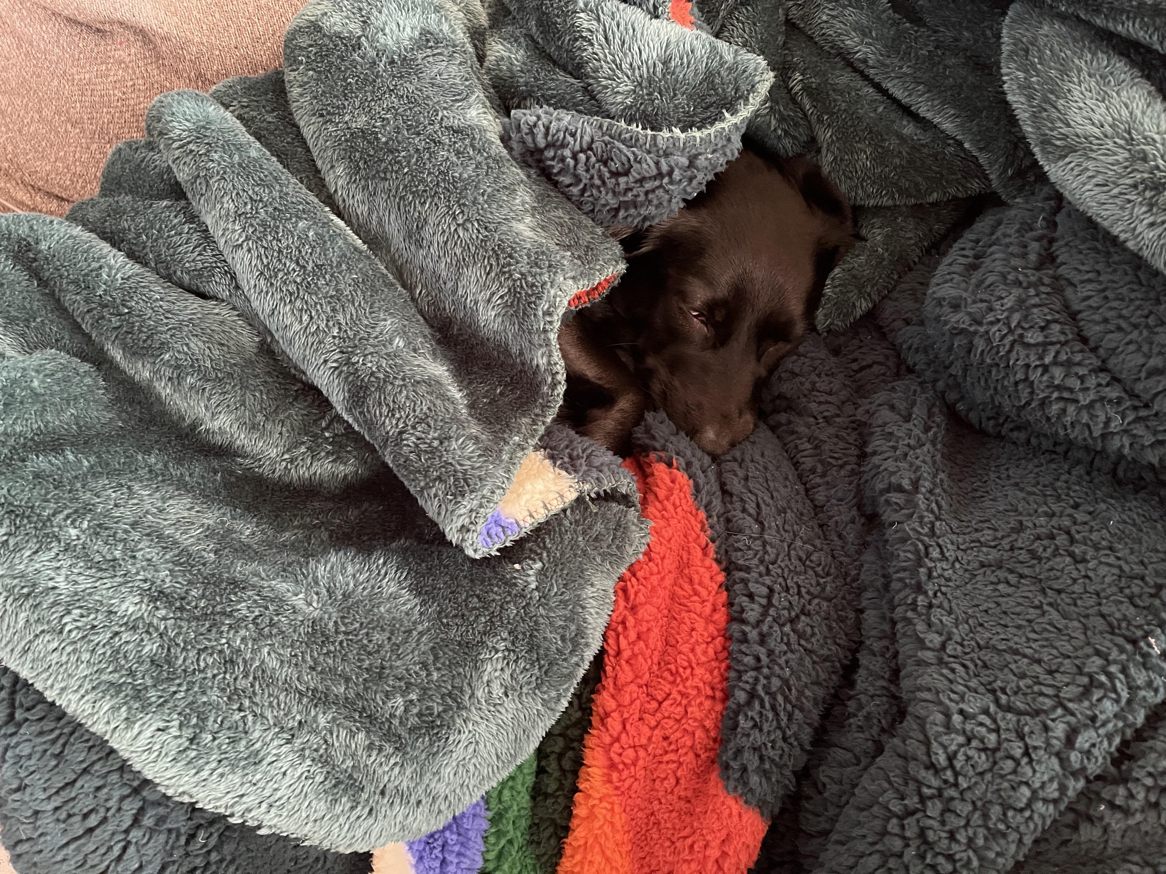 Got the Pendleton blanket because it matched our color scheme. It