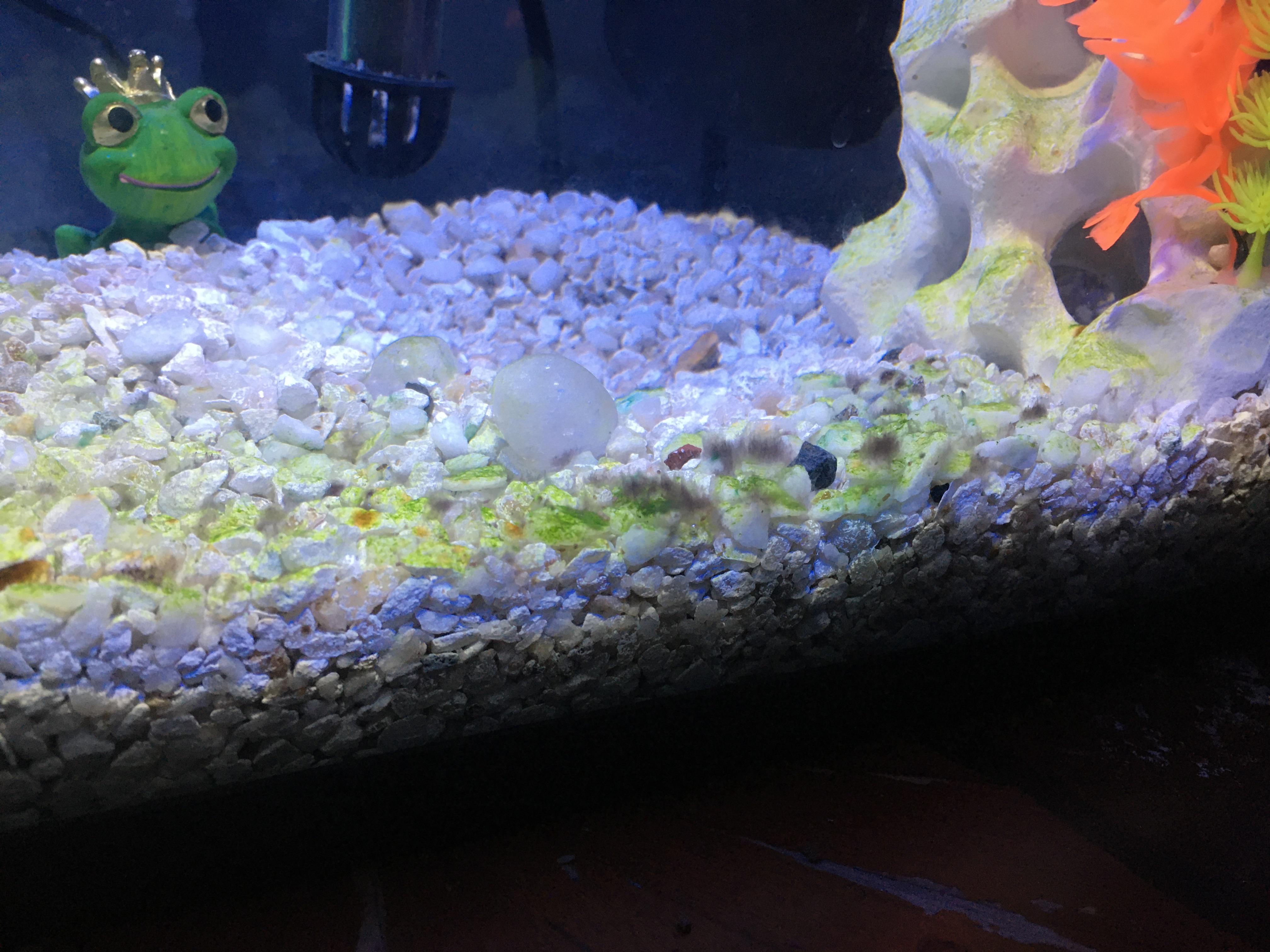 Is this bad? r/Aquariums