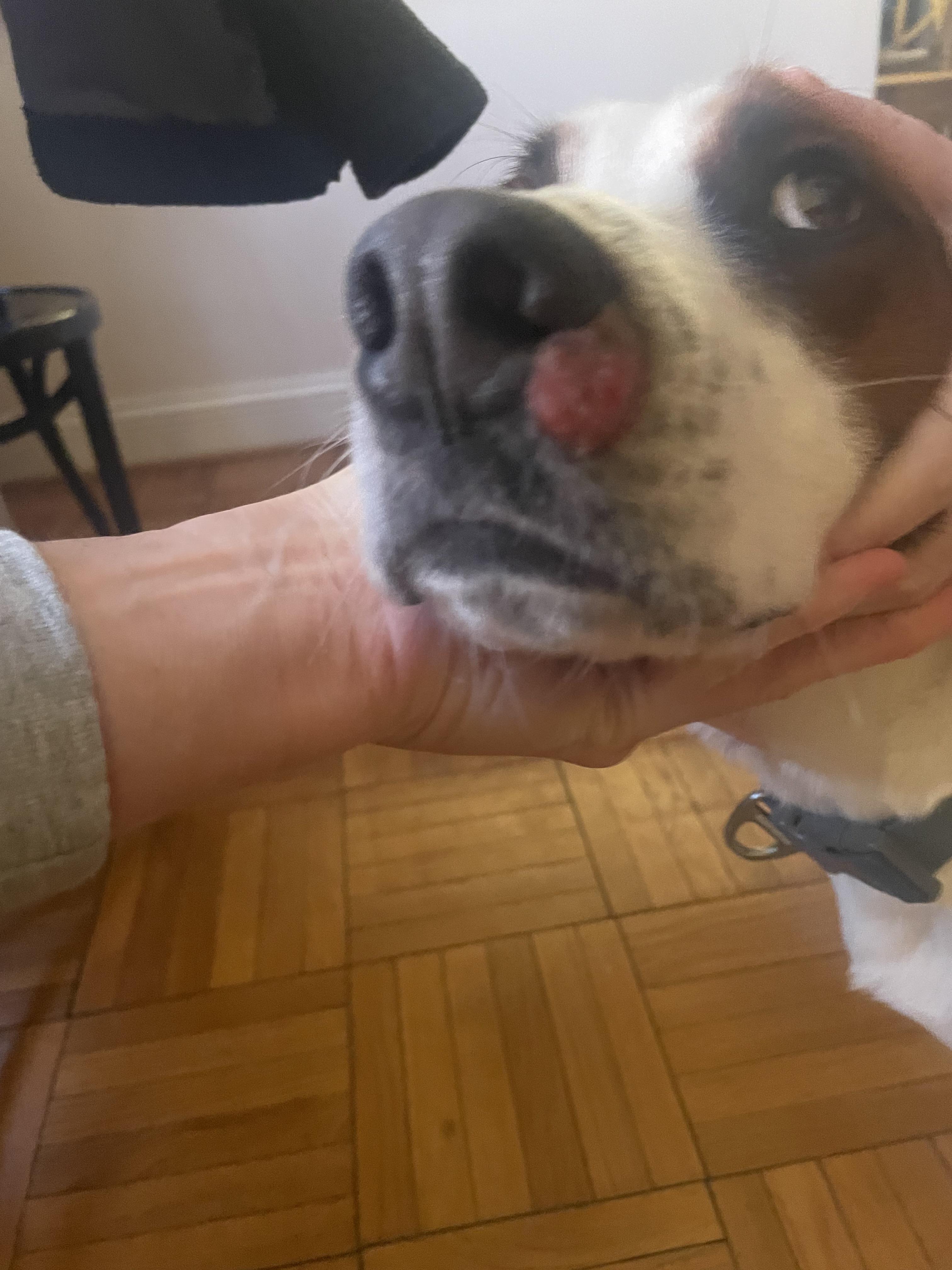 Does anyone know what this is on my dogs nose? It popped up pretty