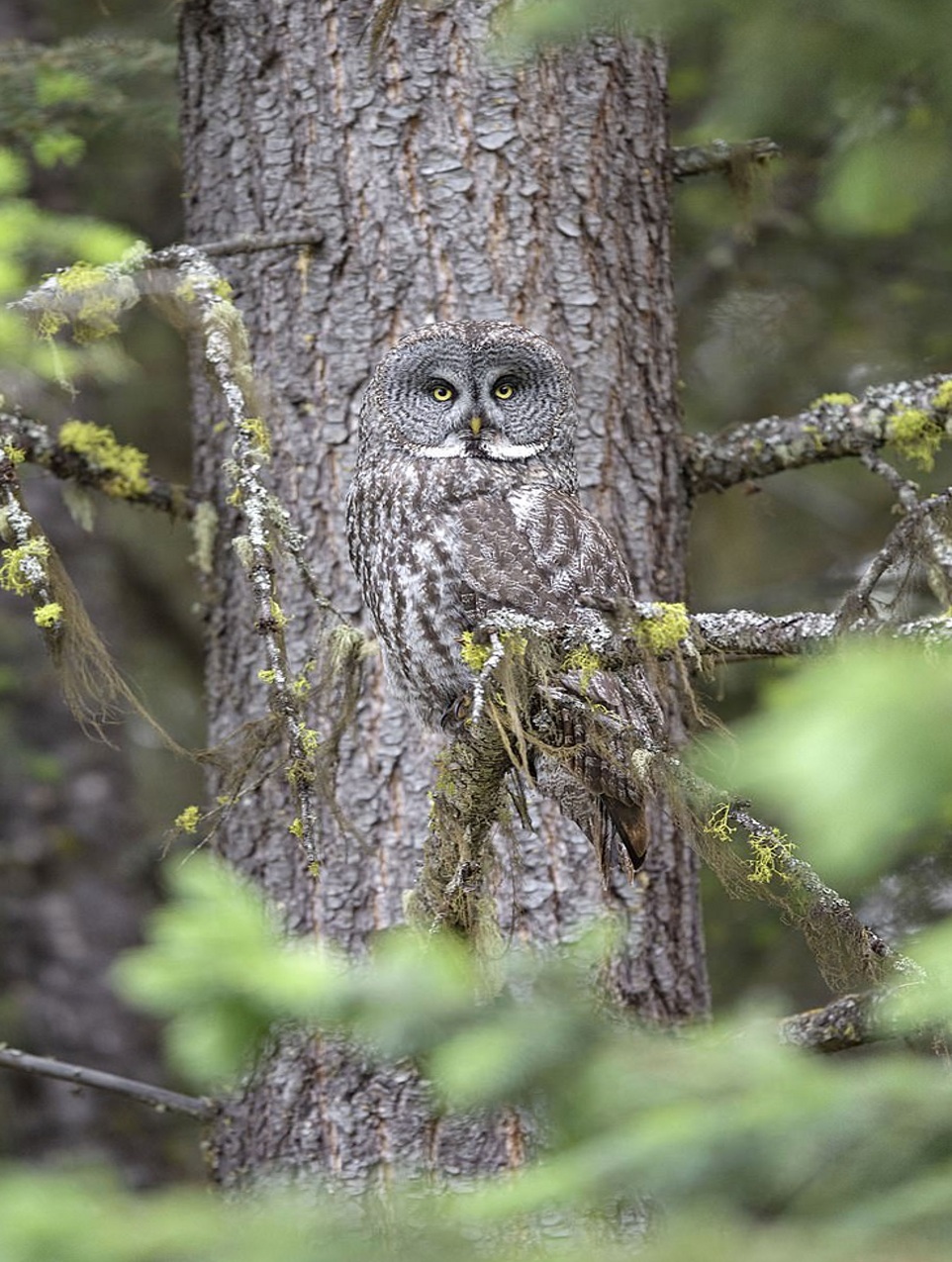 The trees have eyes Images