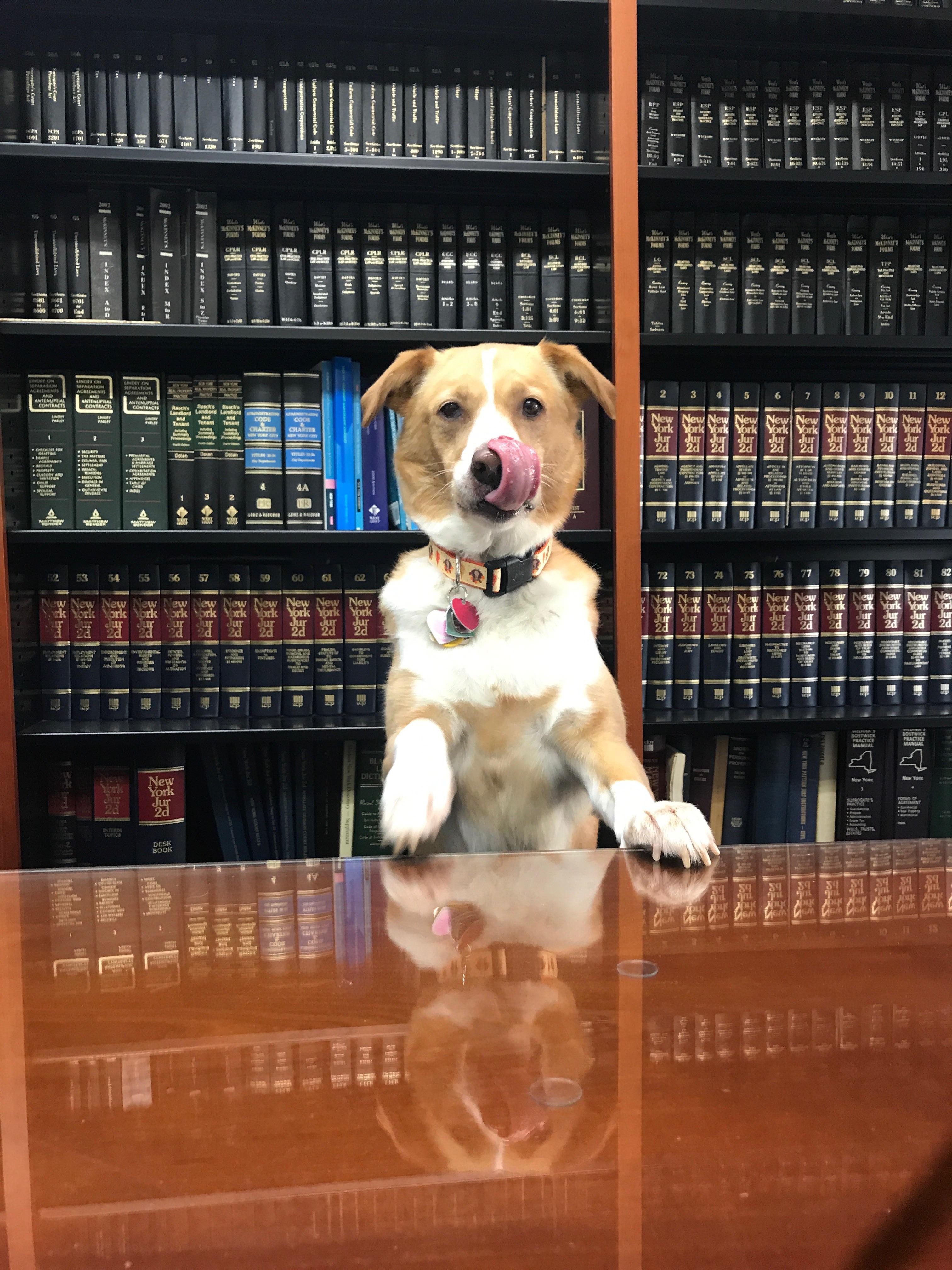 Lawyer Dog Gilly will take all of your cases for the low price of a few
