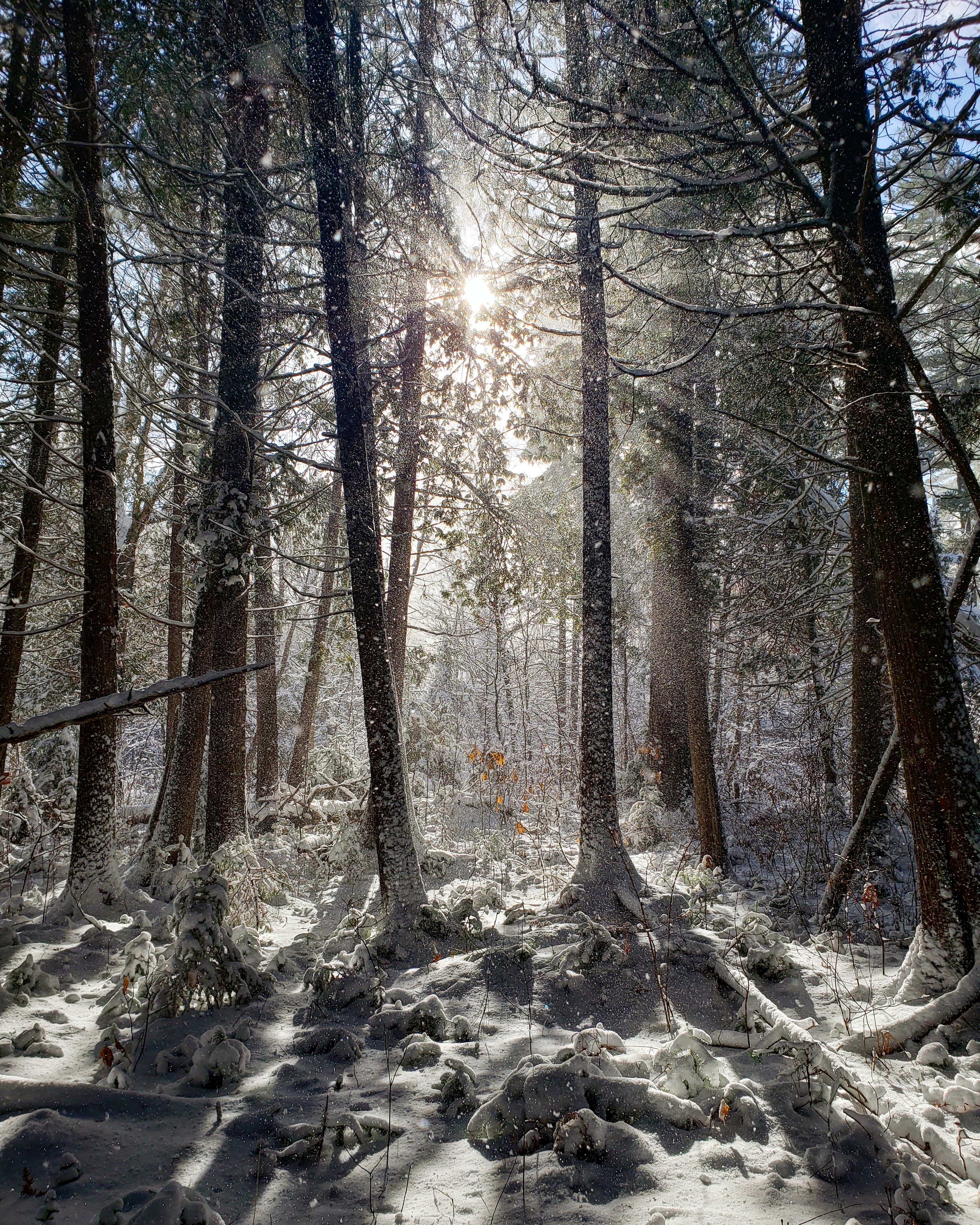 Beautiful morning hunt for whitetail deer in Norther Ontario, Canada