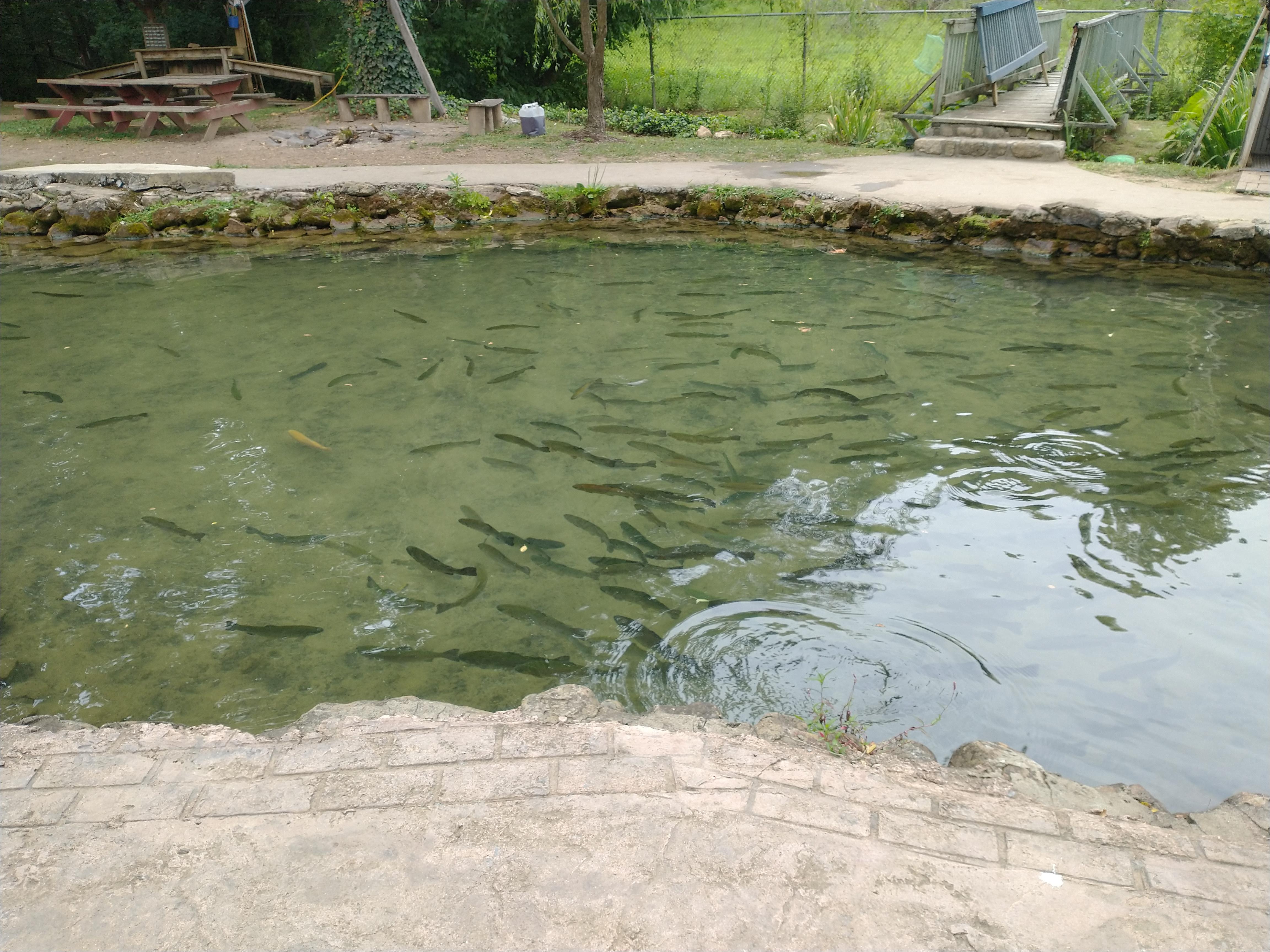 English Mountain Trout Farm. I caught it, they cooked it. Best rainbow