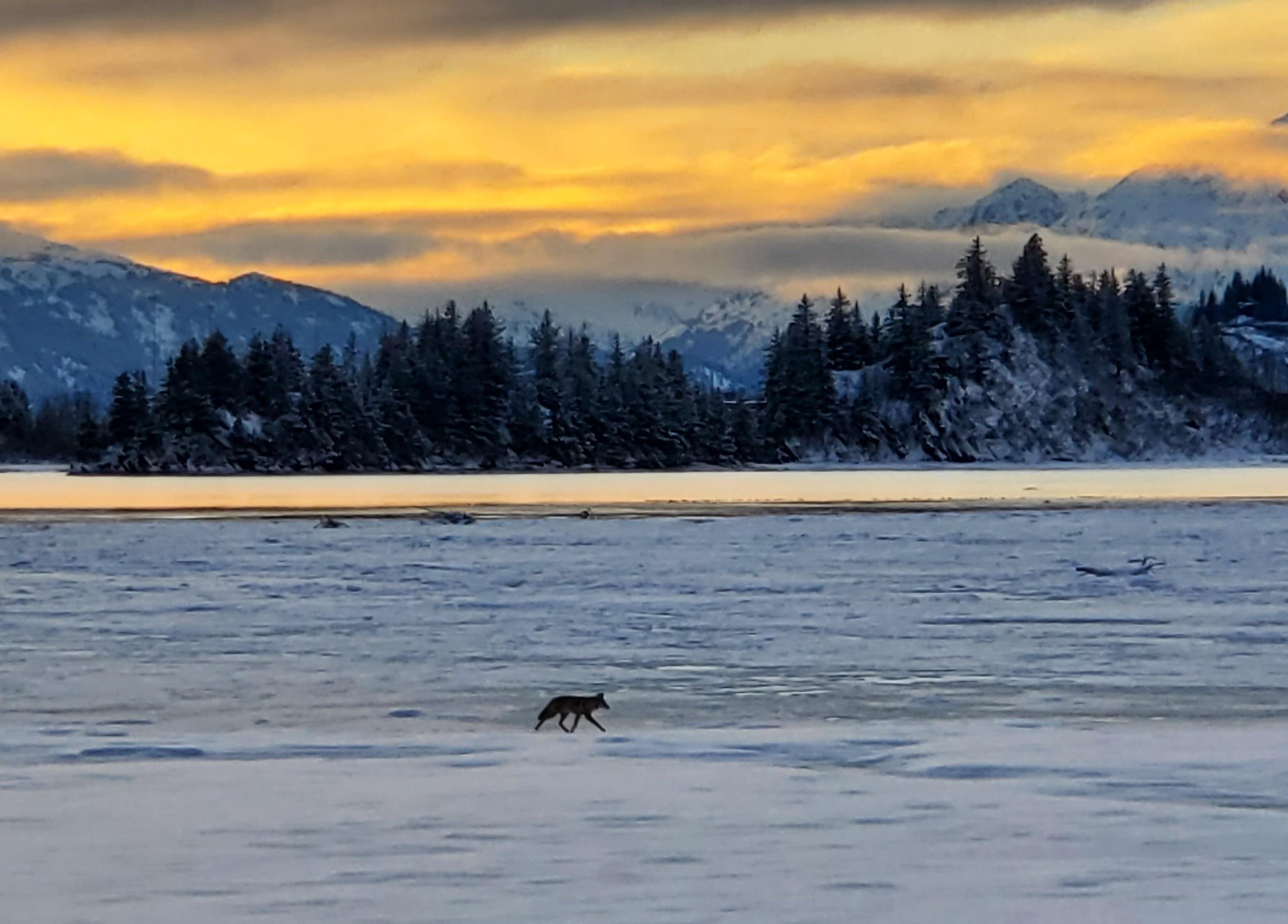 Coyote crossing the Valdez duck flats. r/alaska