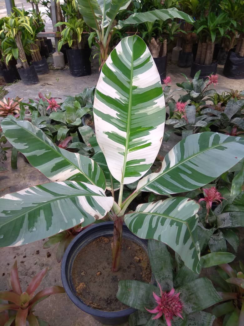 Look at this amazing variegated banana plant! Around US120. r