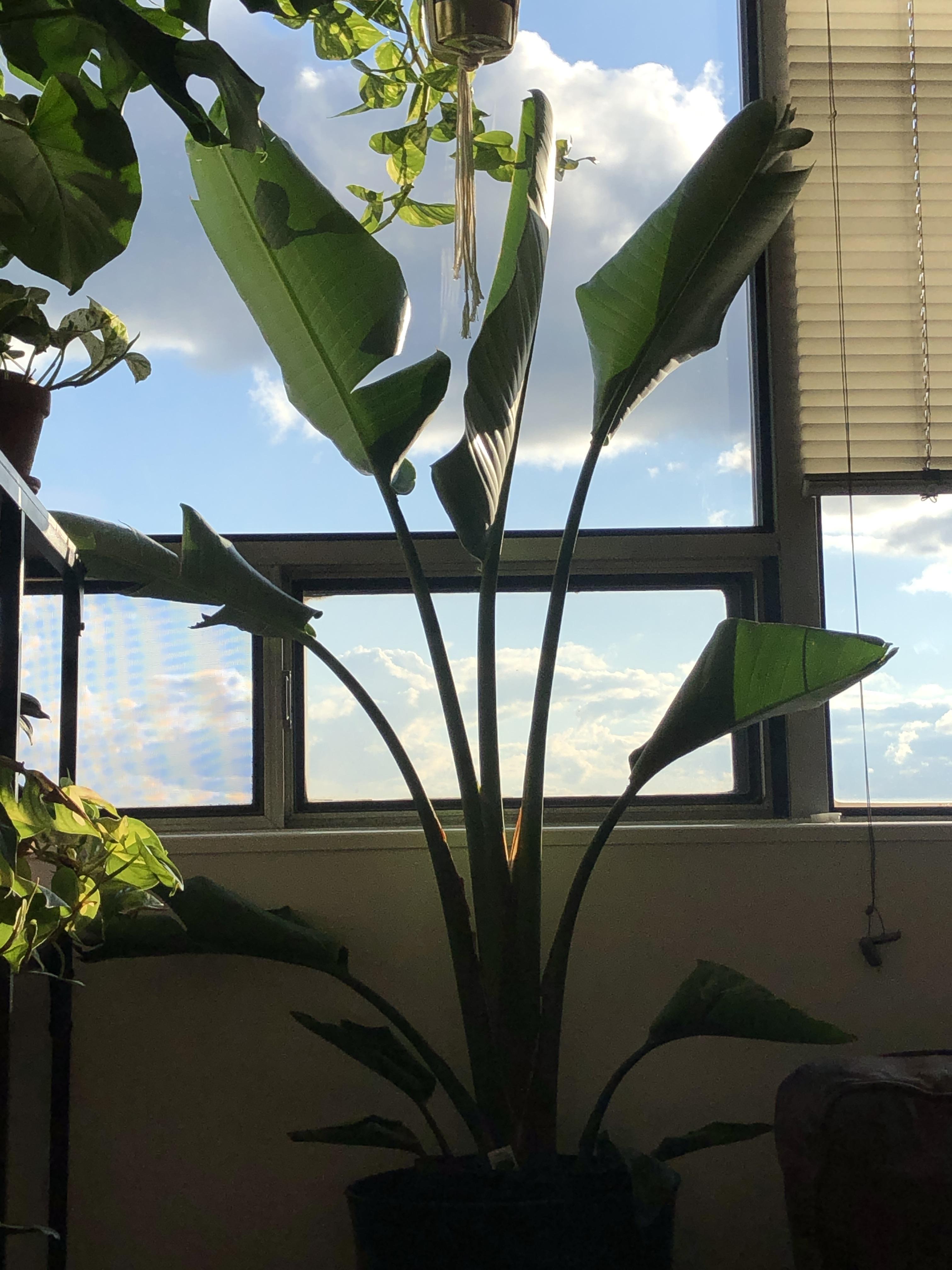 The leaves of my bird of paradise are turning to the window... should I