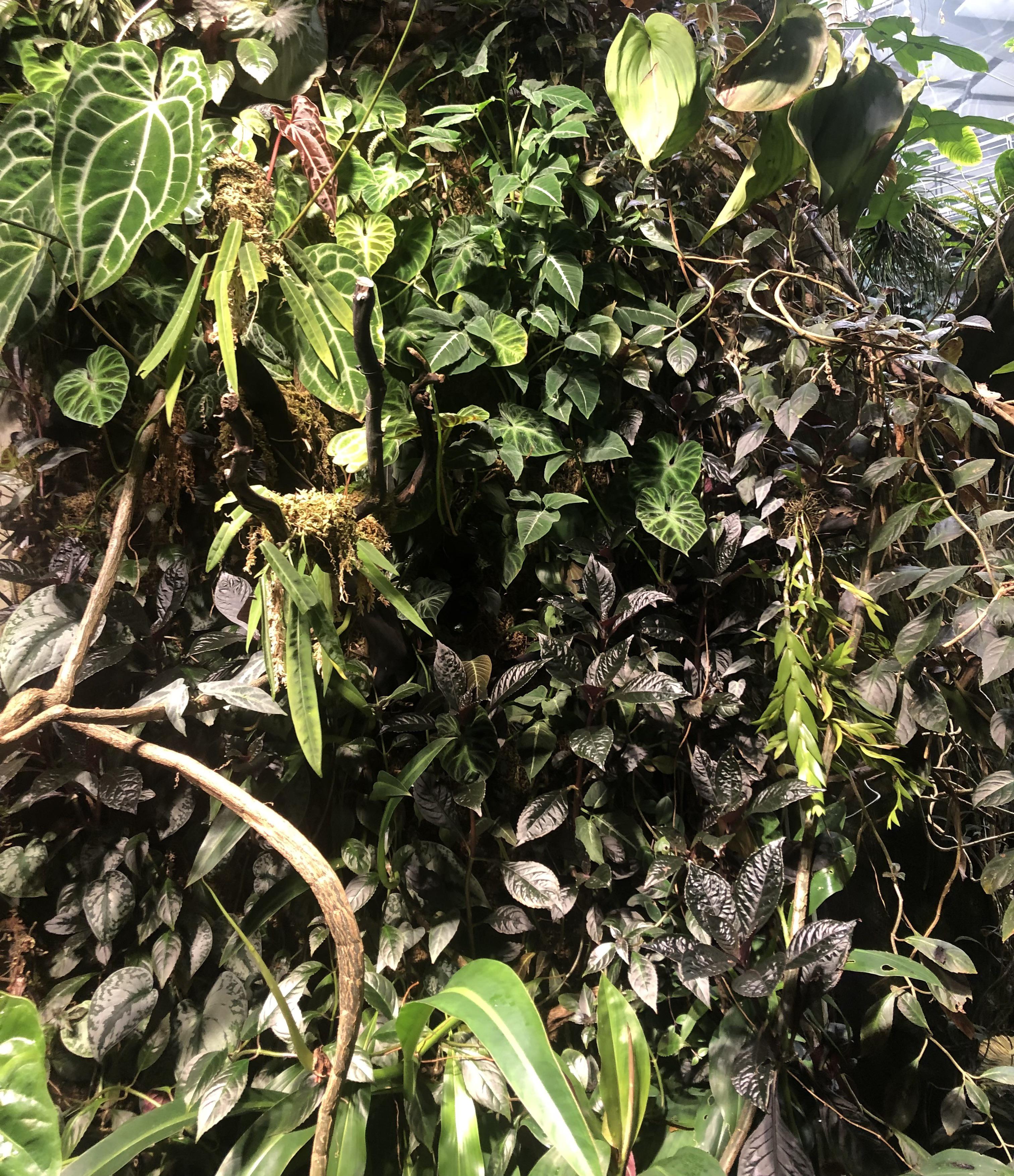 loved to see how many plants I could name from this plant wall at the