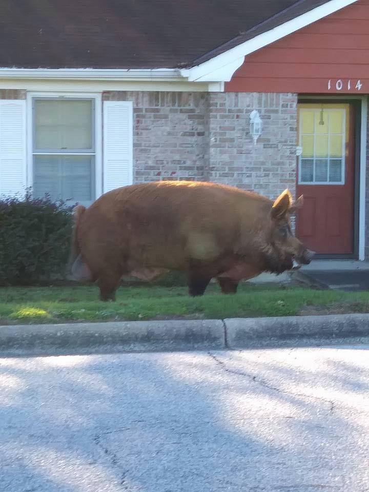 Alabama BOSS HOG r/AbsoluteUnits
