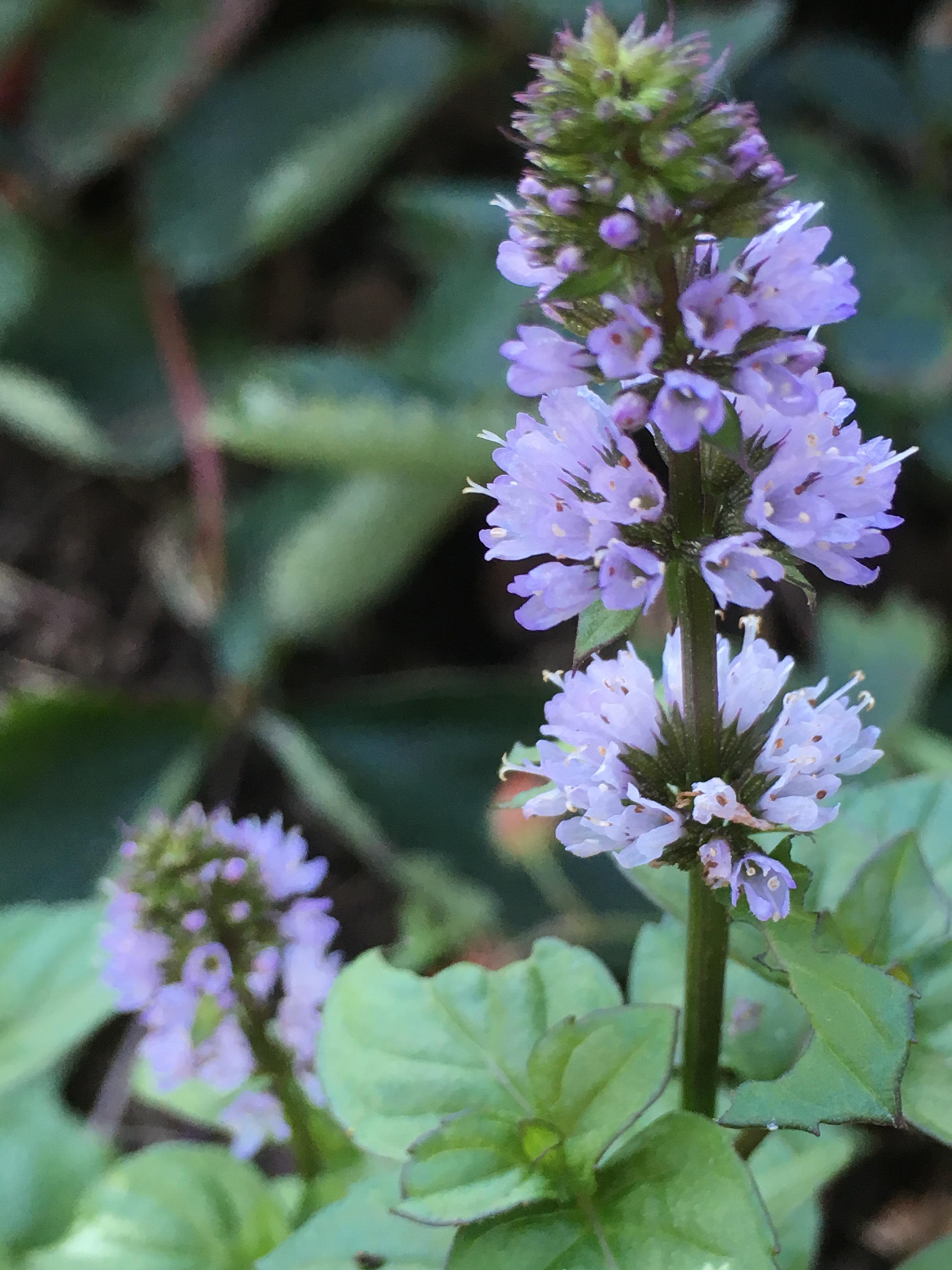 Orange Mint Flowers from my garden r/gardening