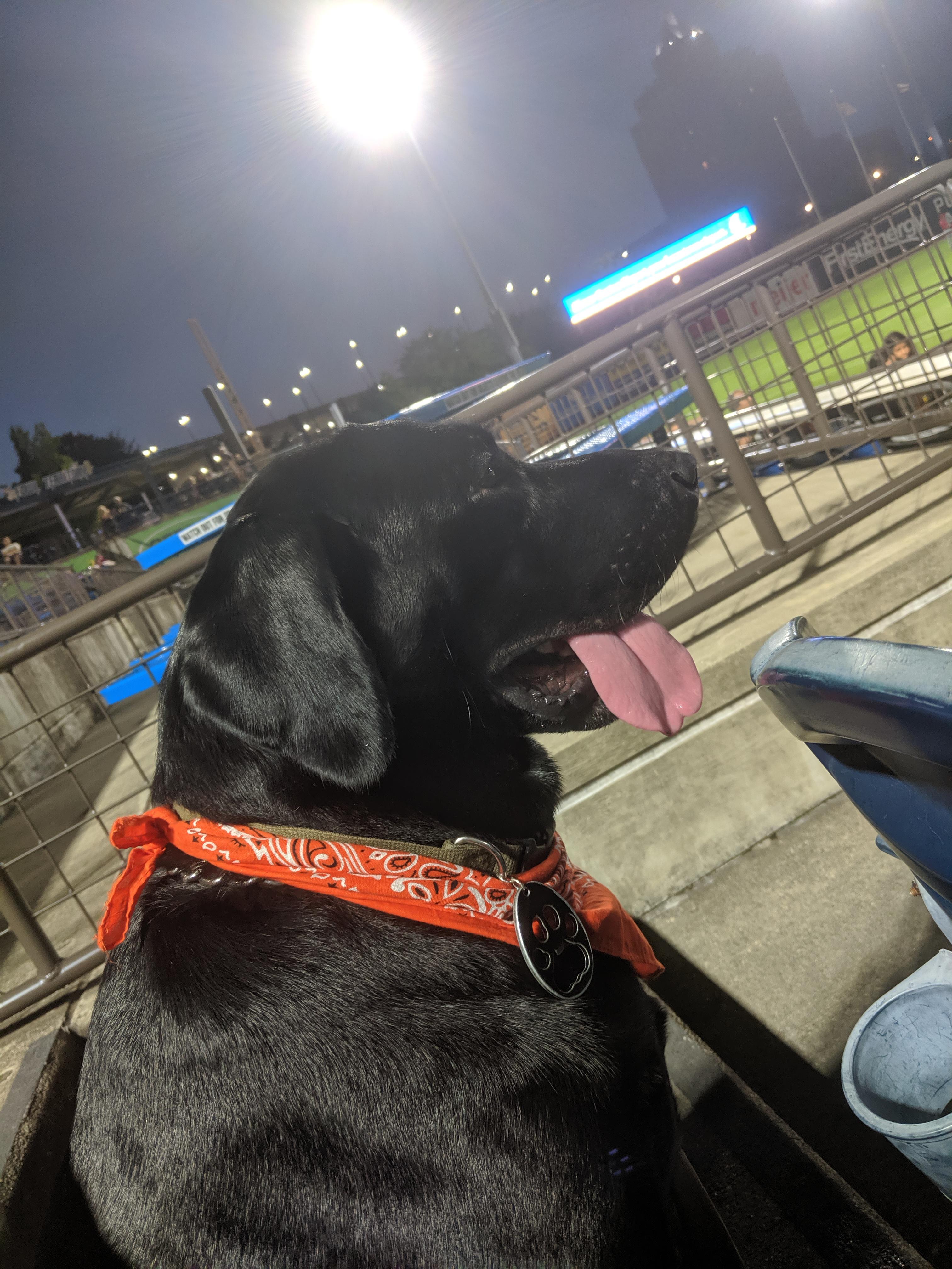 Odin enjoying his first baseball game r/Blacklabs