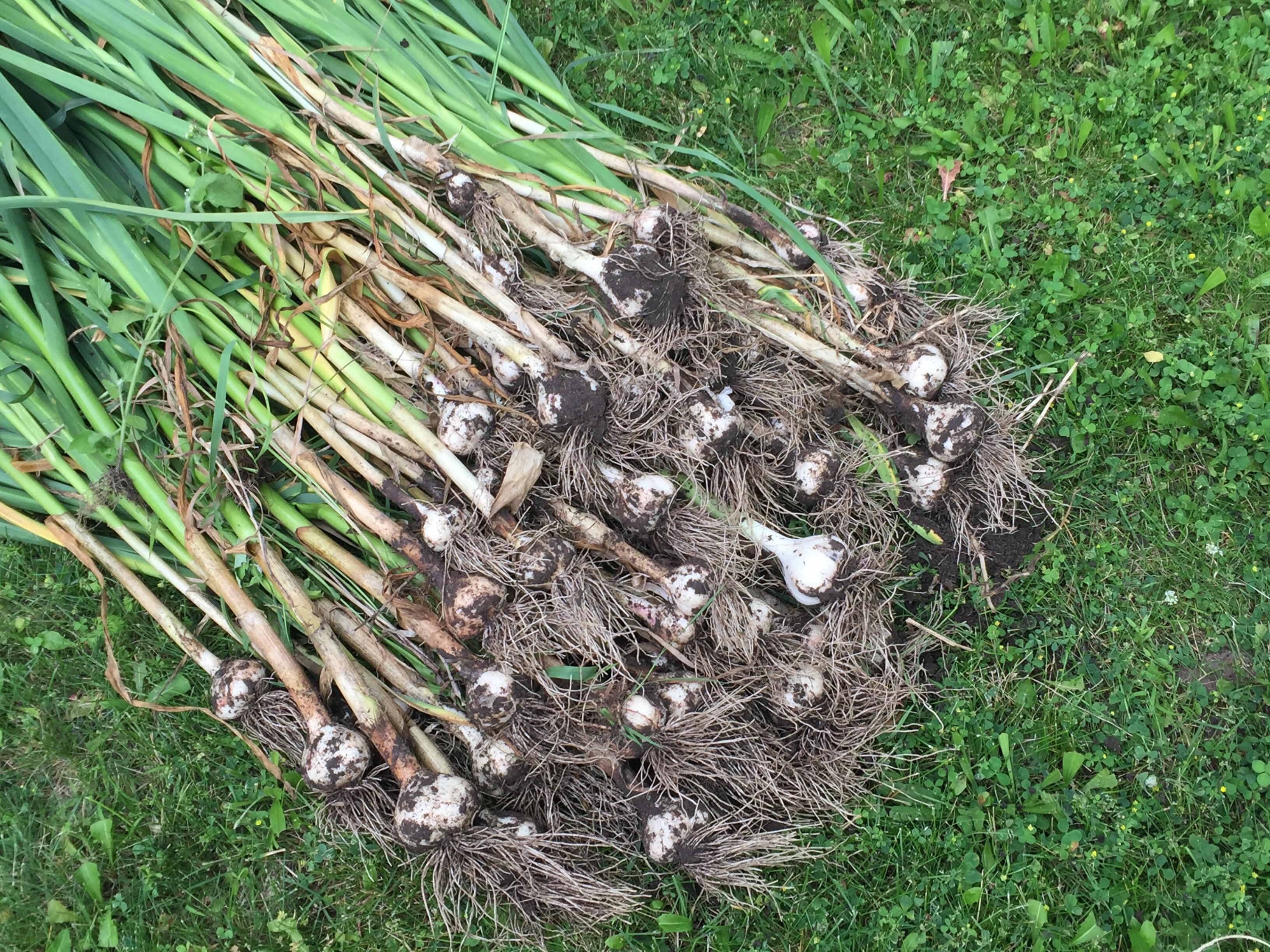 Reasonable garlic harvest. r/gardening