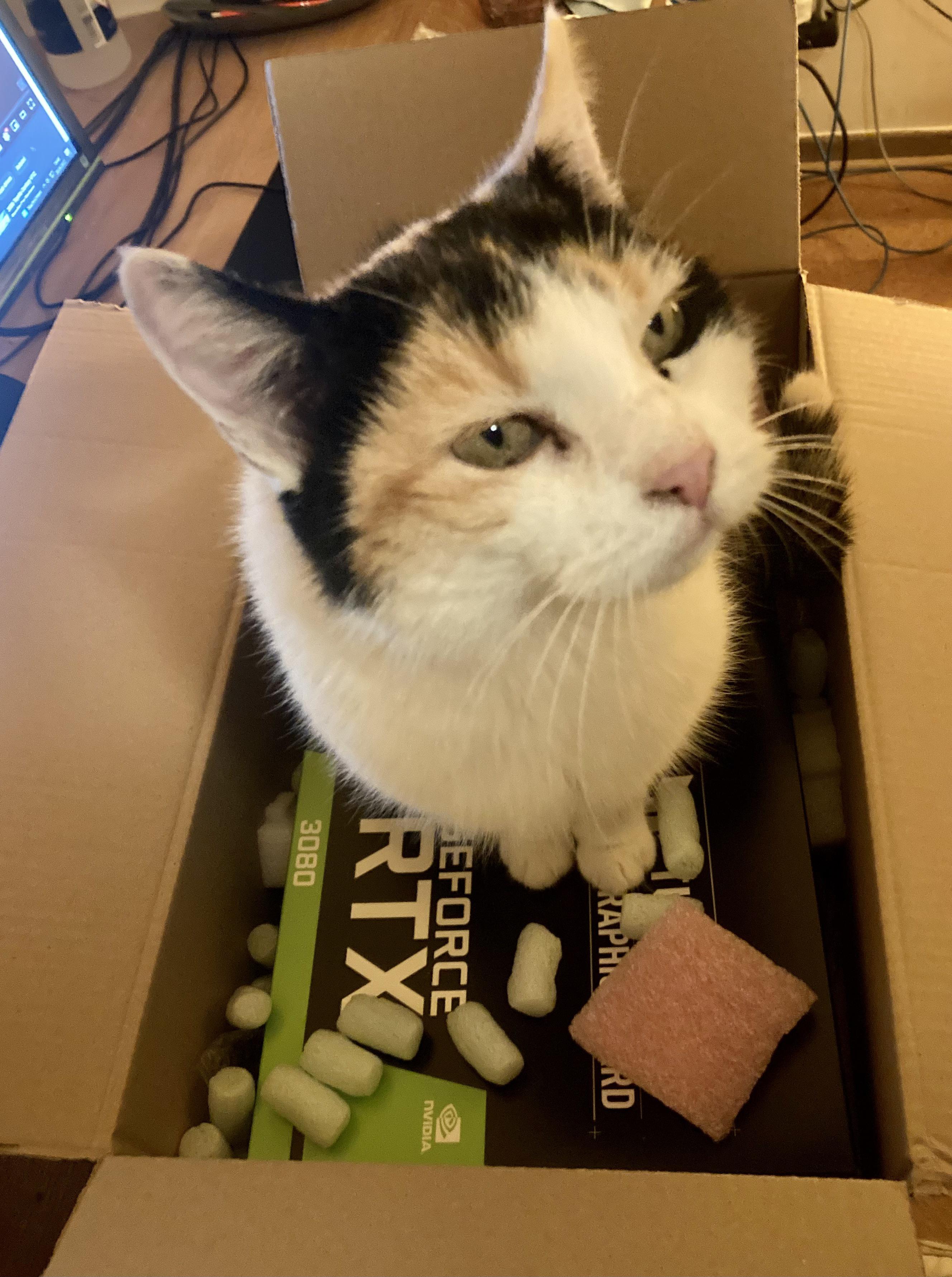 My cat likes my new graphics card, or at least the box it came in. r
