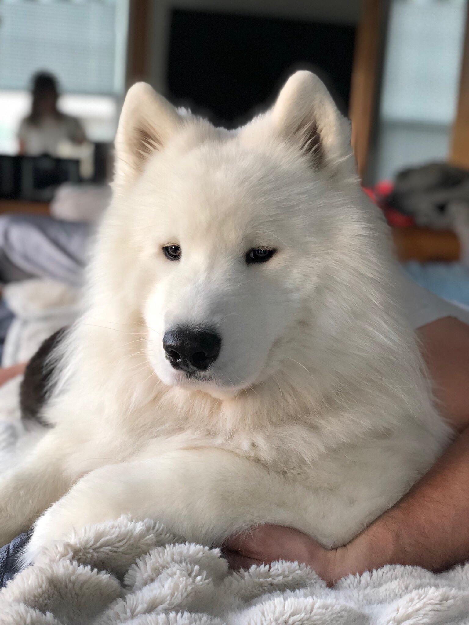 Namastay in bed r/samoyeds