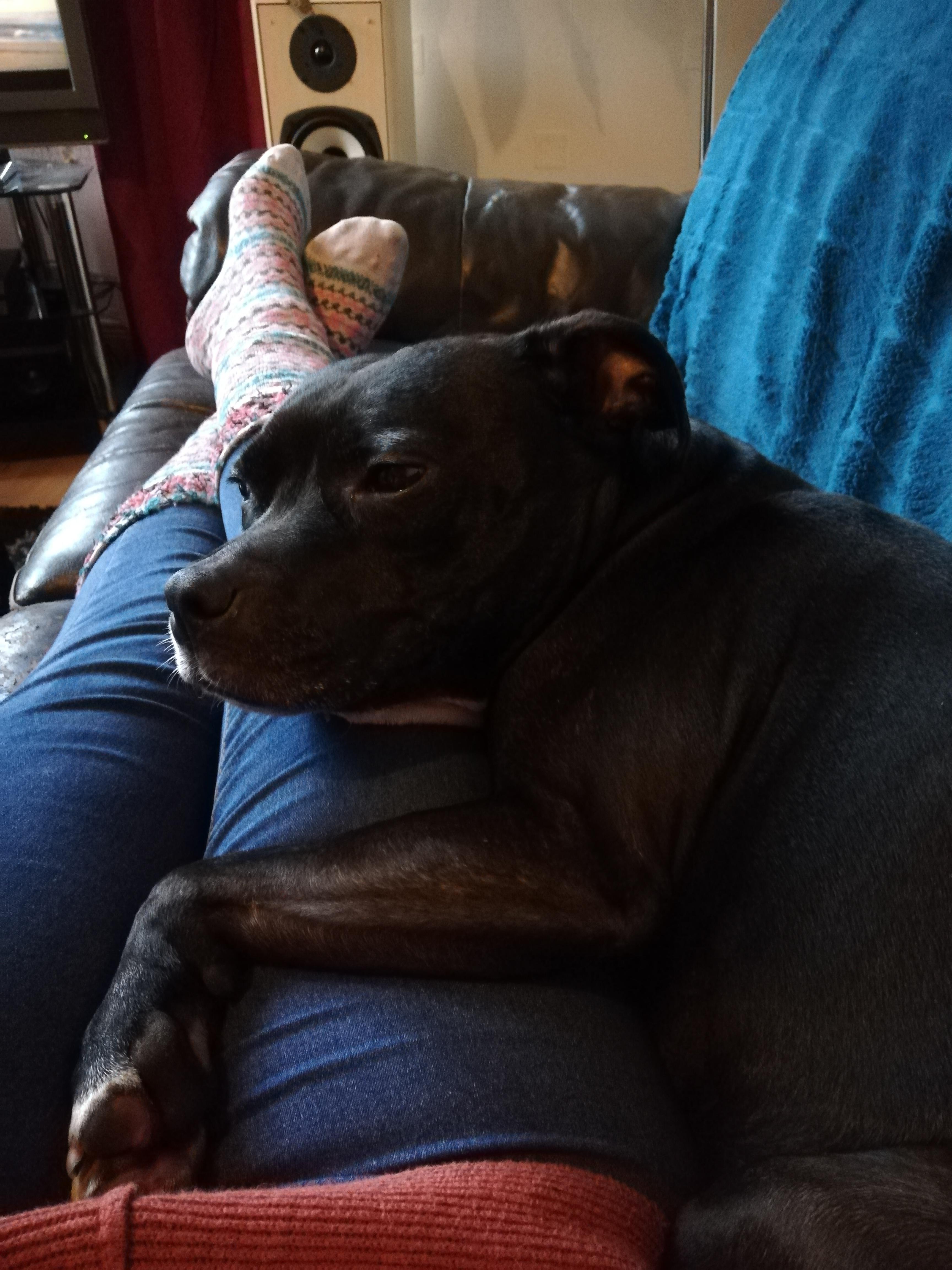 Are Staffies allowed? r/pitbulls