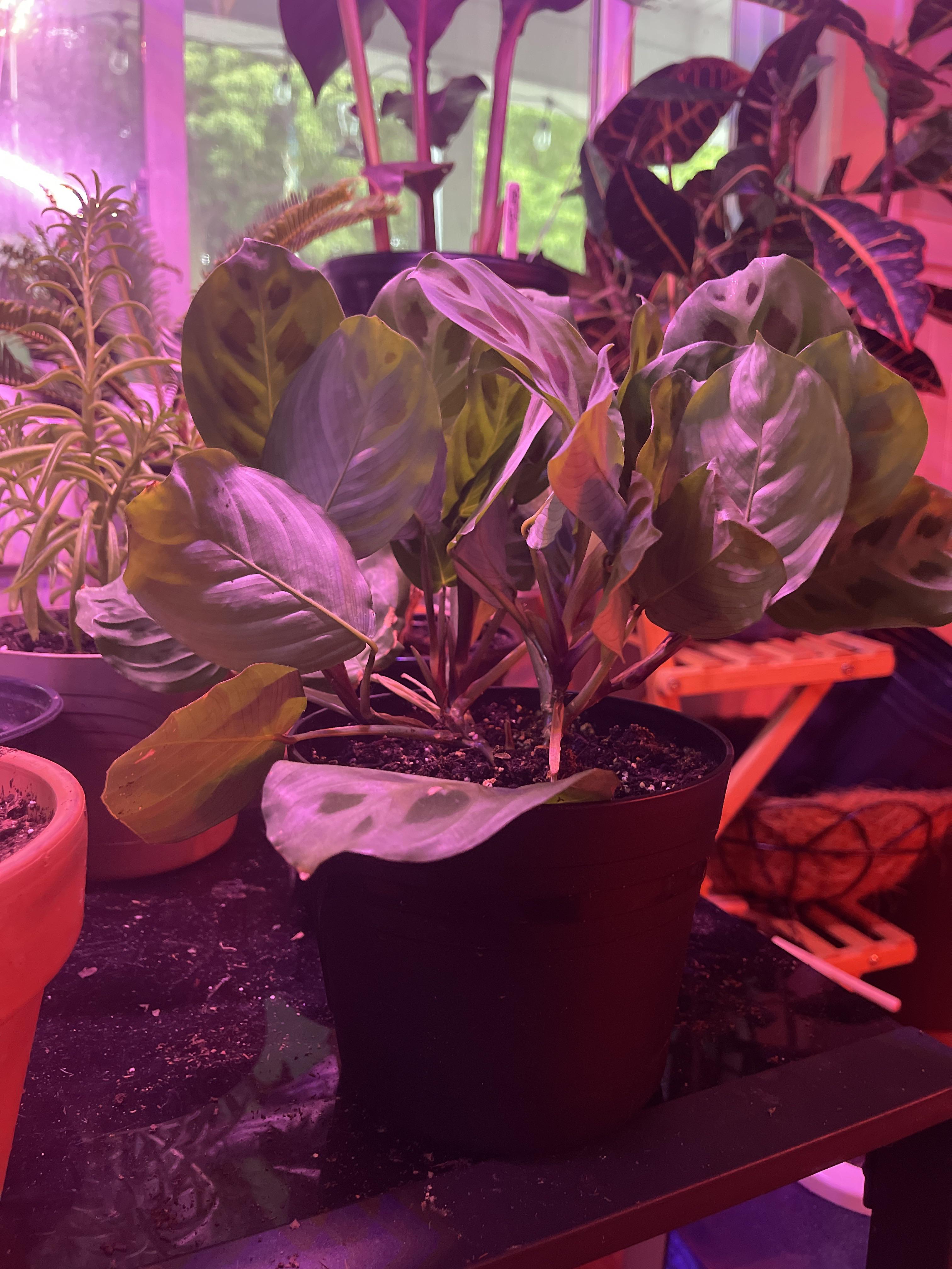 Anyone know why my prayer plant is standing at full attention? r