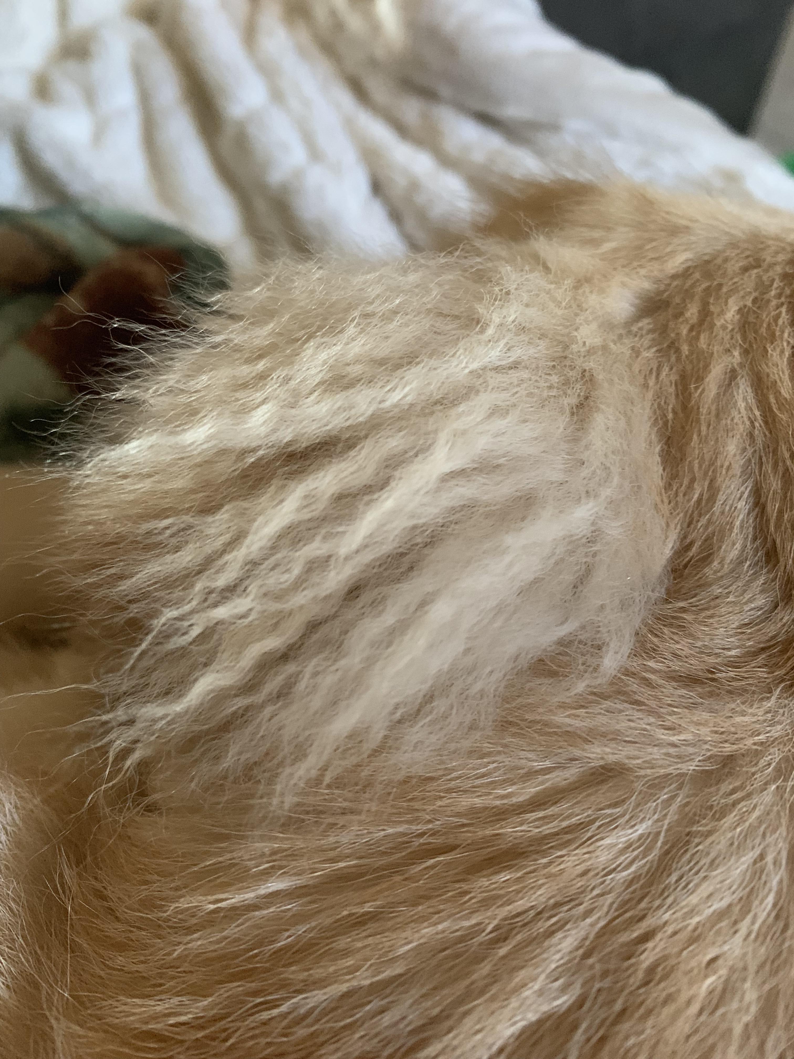 My golden is 6 months. She has crimped hair behind her ears, will this