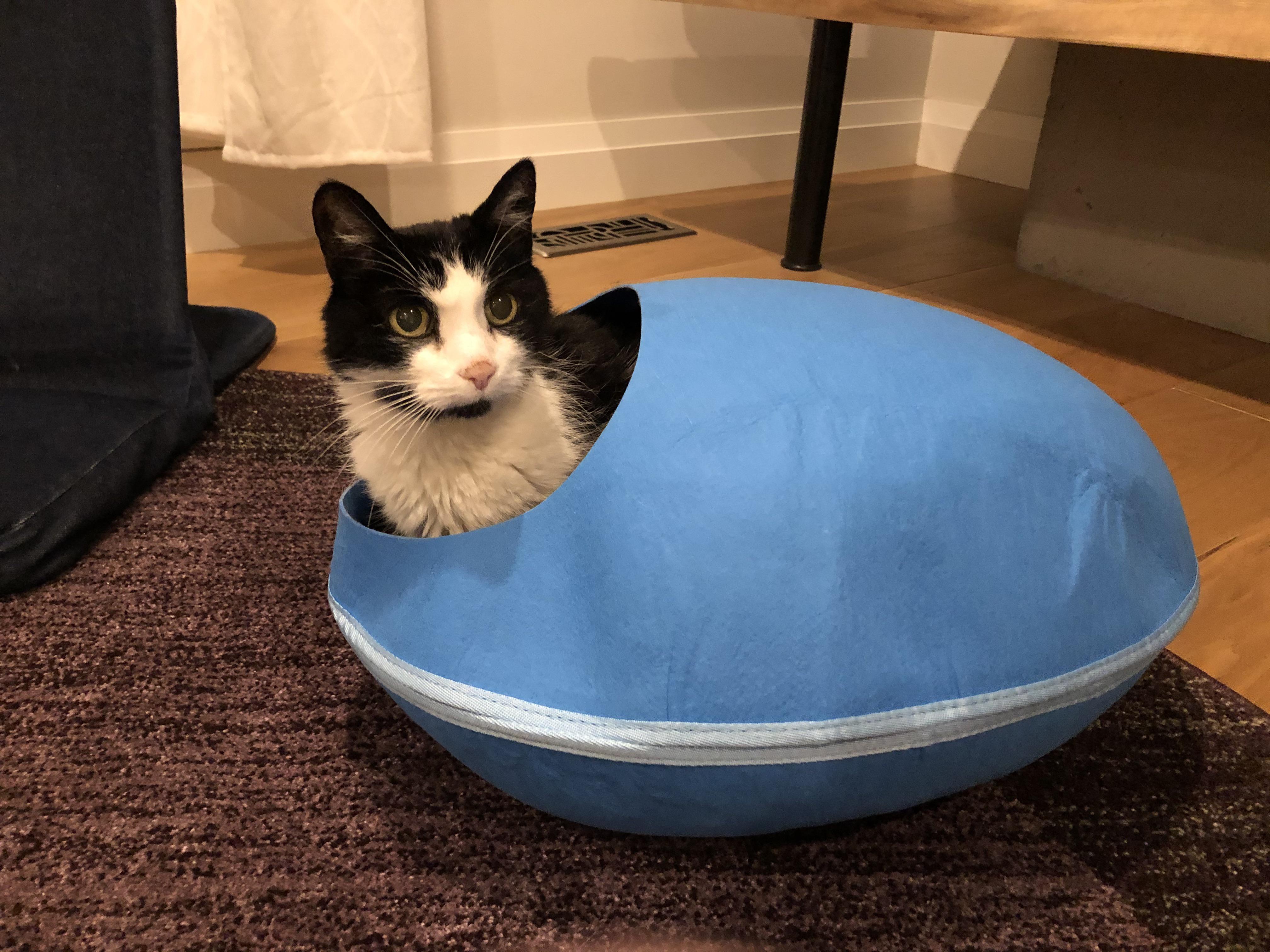 PsBattle This cat in its egg bed
